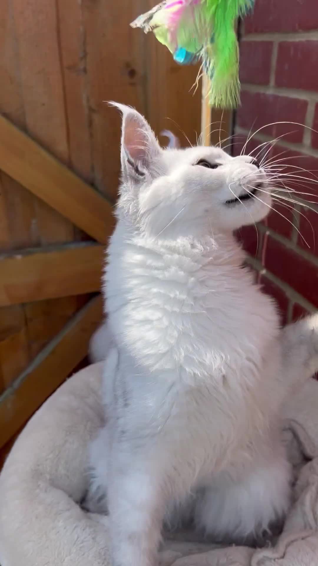 Maine Coon cats for sale: Exceptional cat kitten Maine coon XXL black smoke - Video 1