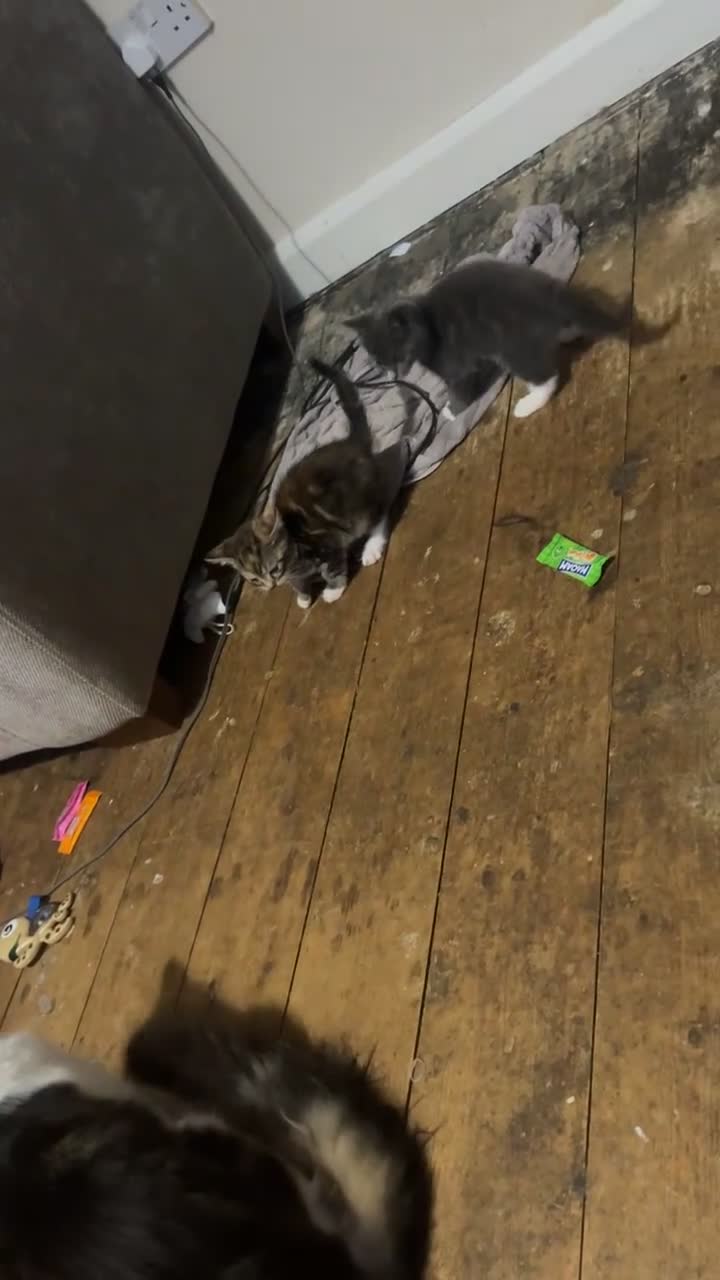 Mixed Breed cats for sale: Kittens for loving homes - Video 1