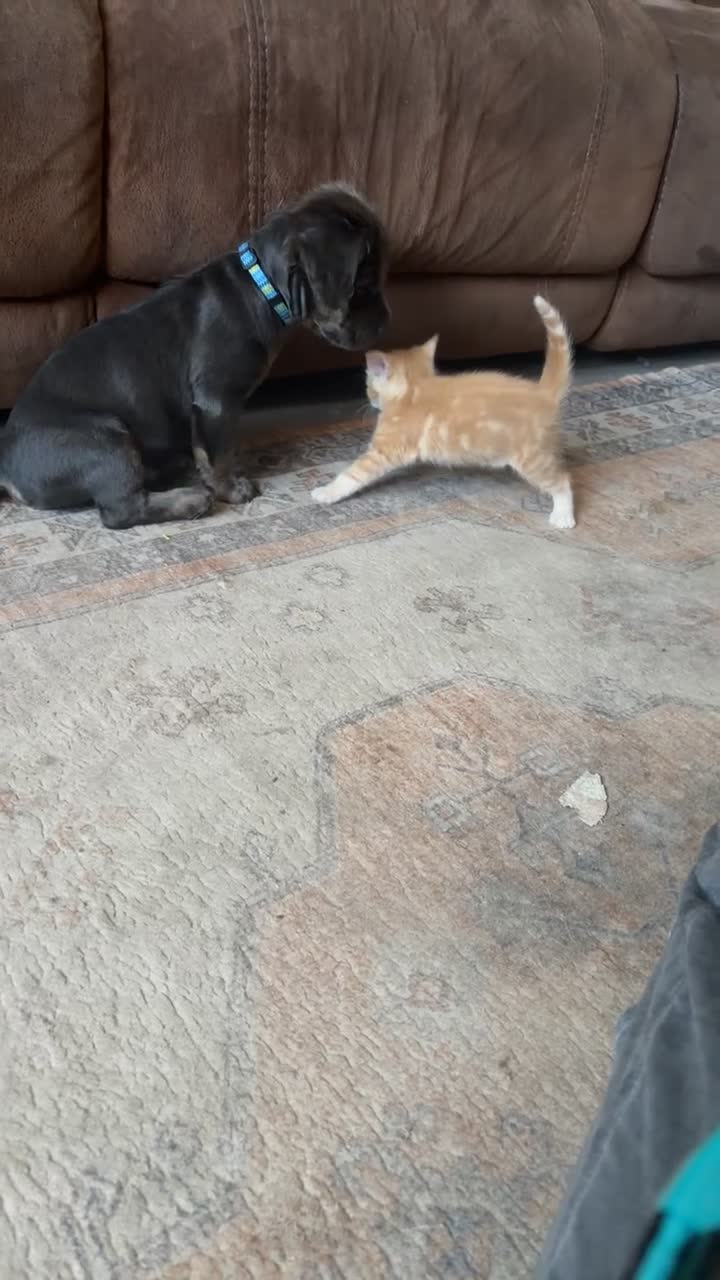 Mixed Breed cats for sale: Little of three kittens  - Video 1