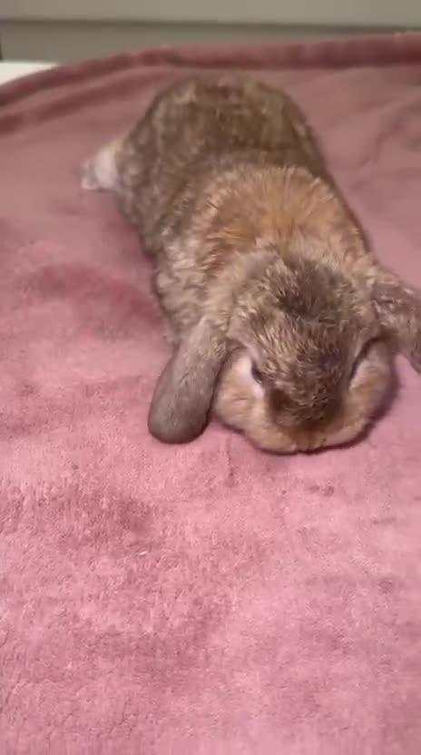 Mini Lop rabbits for sale: 4 gorgeous mini lop bunnies for sale  - Video 1