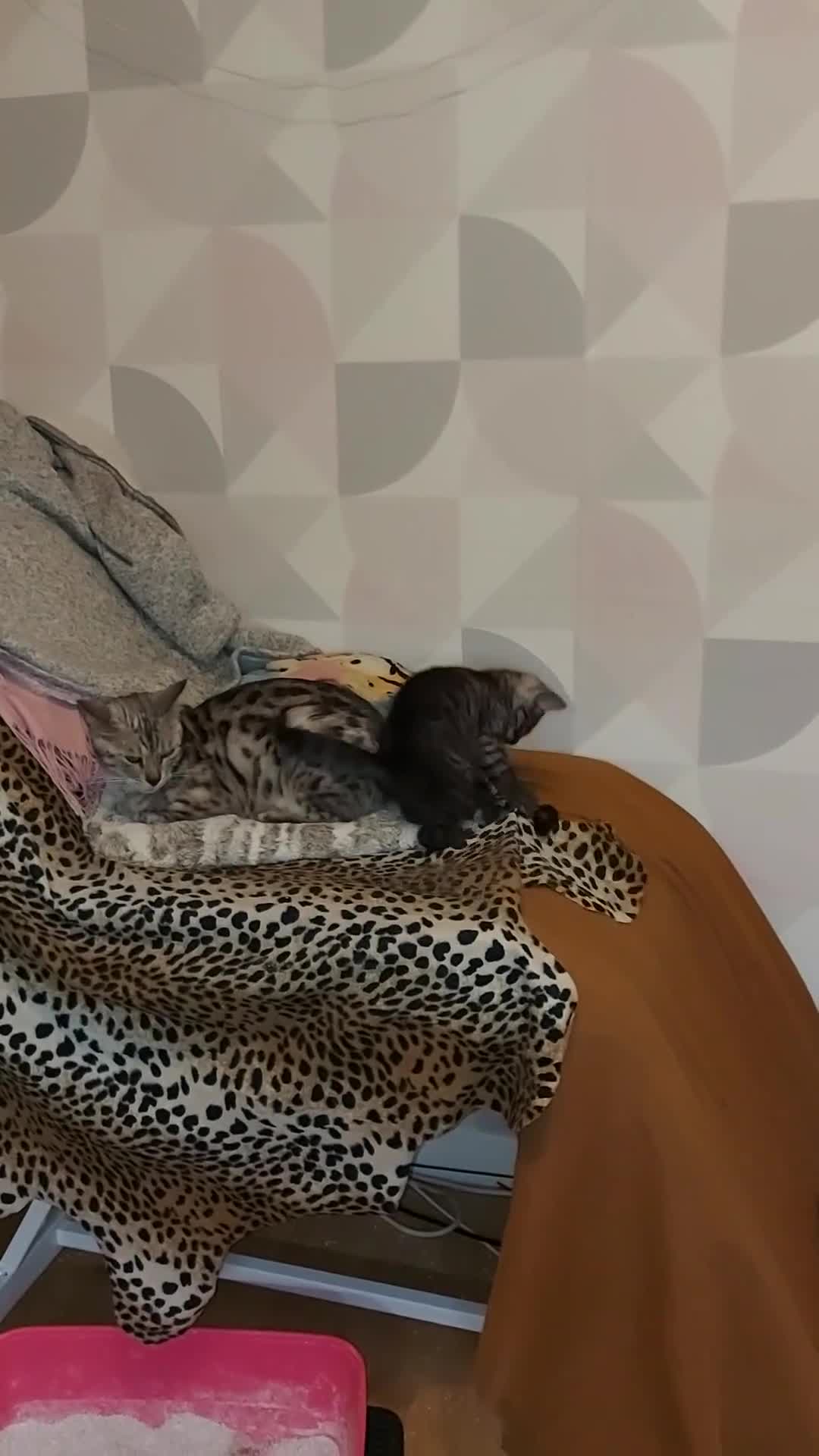 Bengal cats for sale: 2 Bengal Type Boys – Ready Now - Video 2