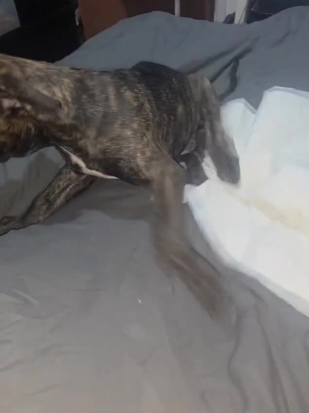 Mixed Breed dogs for sale: Pure Cane corso / pure presa canario puppies. - Video 2