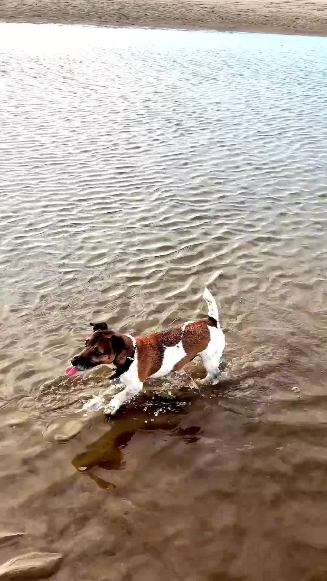 Jack Russell dogs for stud: Jack Russell Stud Available - Video 1