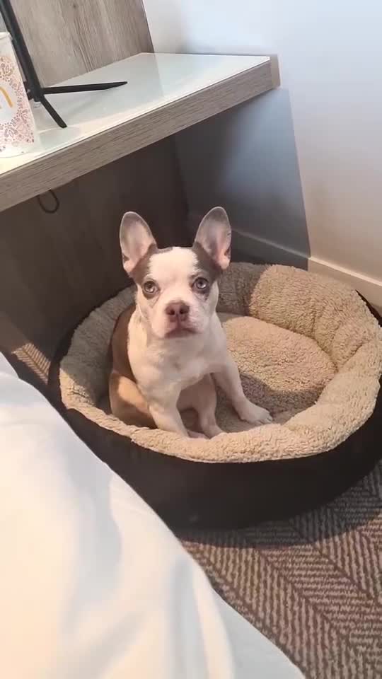 Mixed Breed dogs for sale: Lottie - Video 1