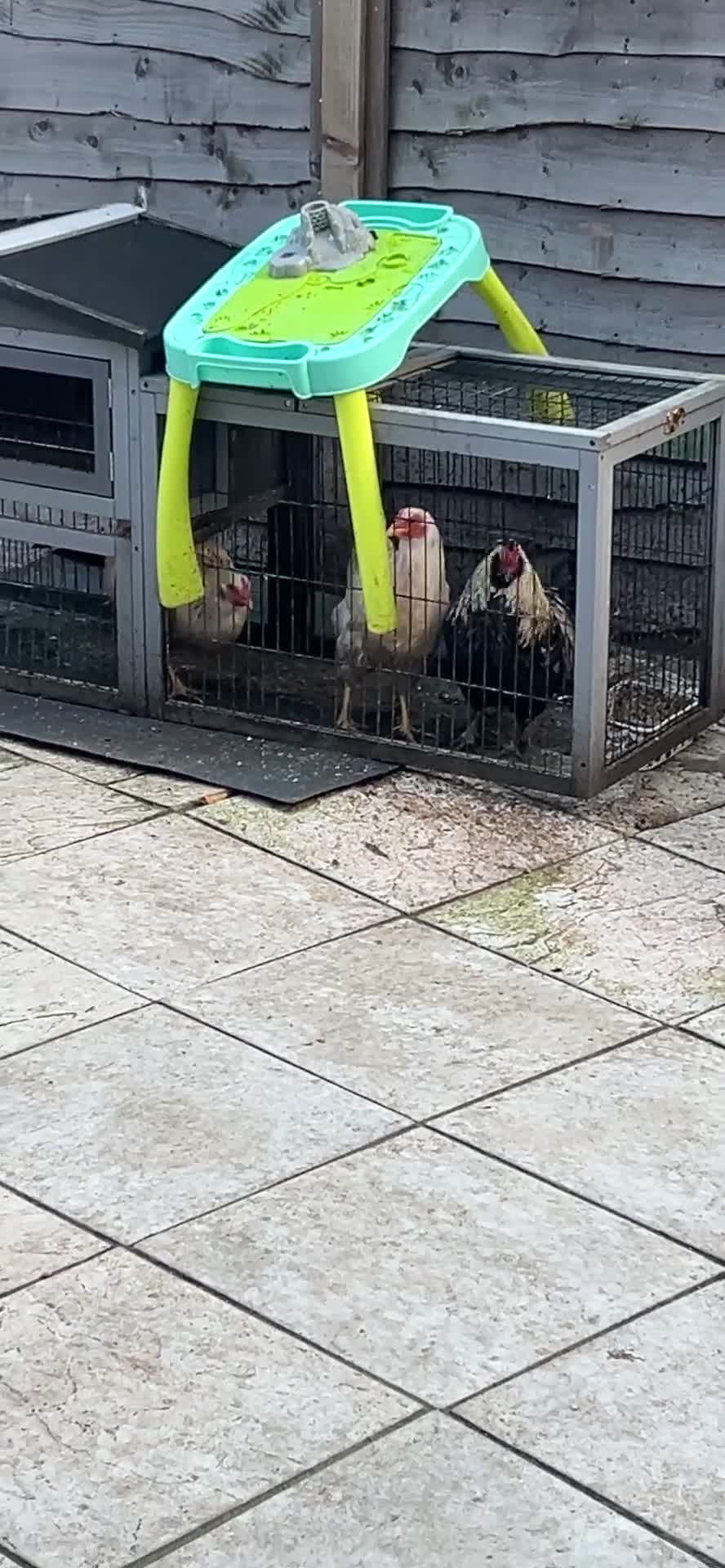 Mixed Breed livestock for sale: chickens for sale - Video 2