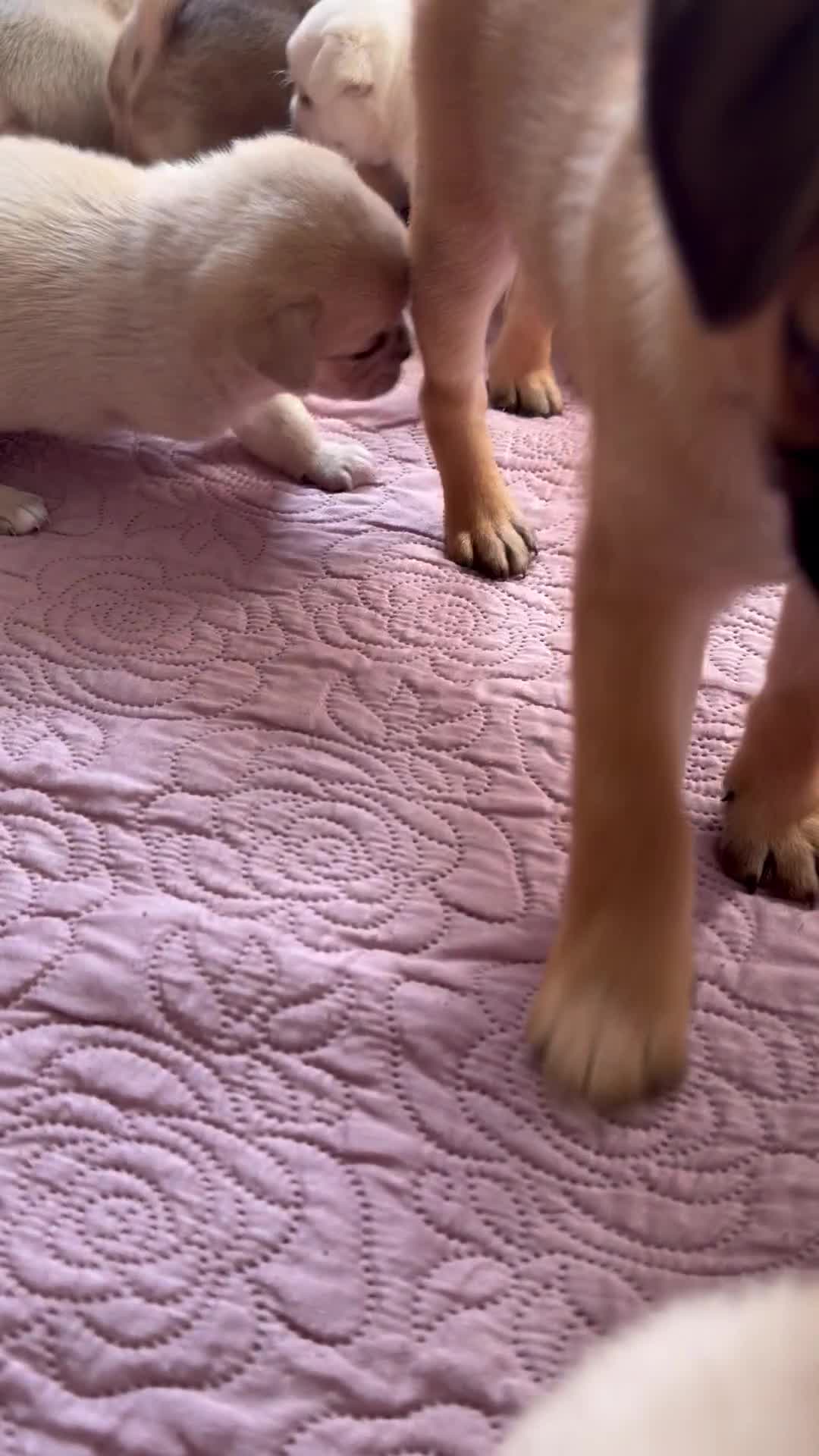 Mixed Breed dogs for sale: Adorable Pug x Pomeranian Puppies  - Video 2