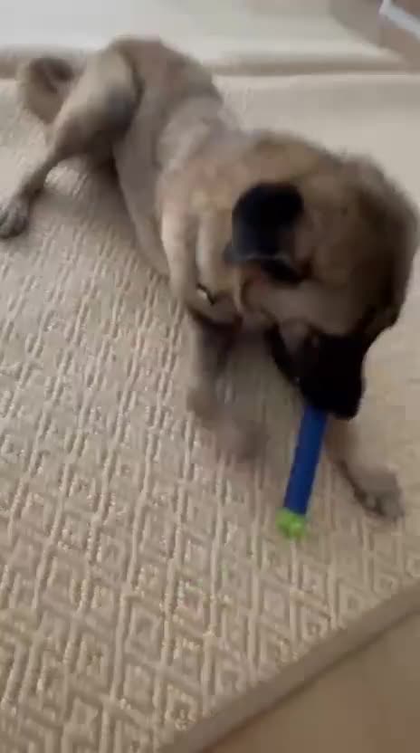 Mixed Breed dogs for sale: Melon – A Gentle Anatolian Shepherd Mix - Video 1