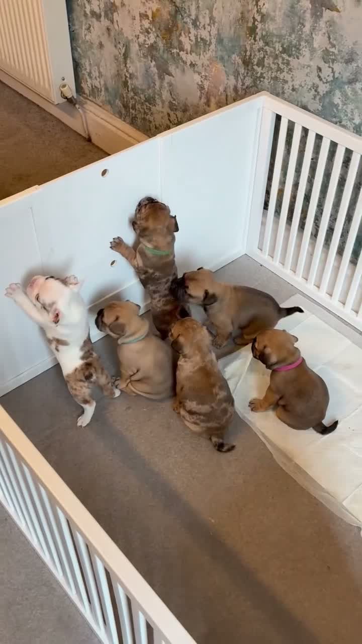 French Bulldog dogs for sale: Unique French Bulldog x Boston (Frenchton) Puppies in Leigh - Video 1