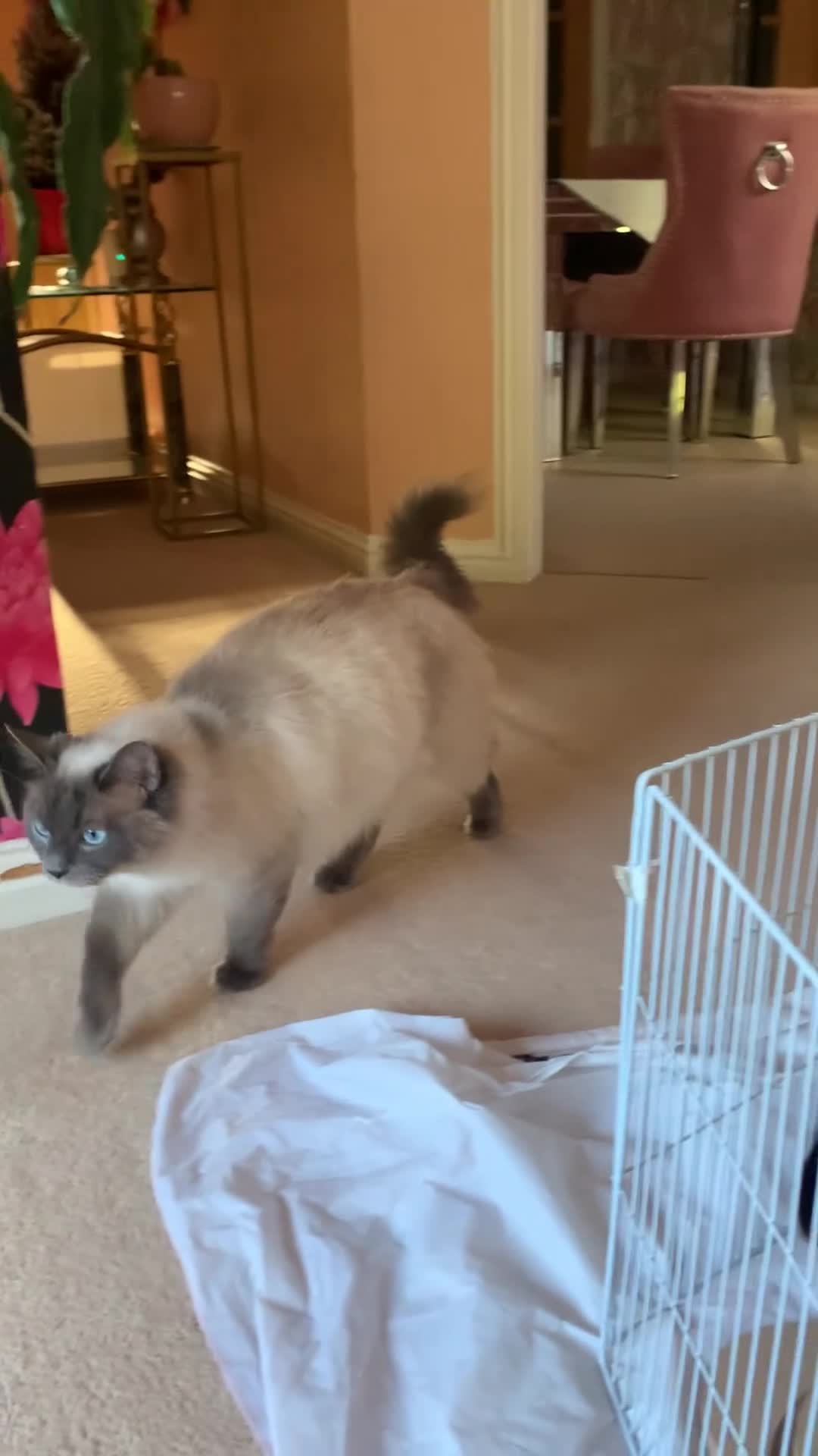 Ragdoll cats for sale: Ragdoll cross Siberian beautiful 6 kittens - Video 2