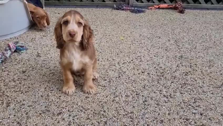 Cocker Spaniel dogs for sale: Gorgeous Chocolate & Sable Show Cocker Pups Ready - Video 5