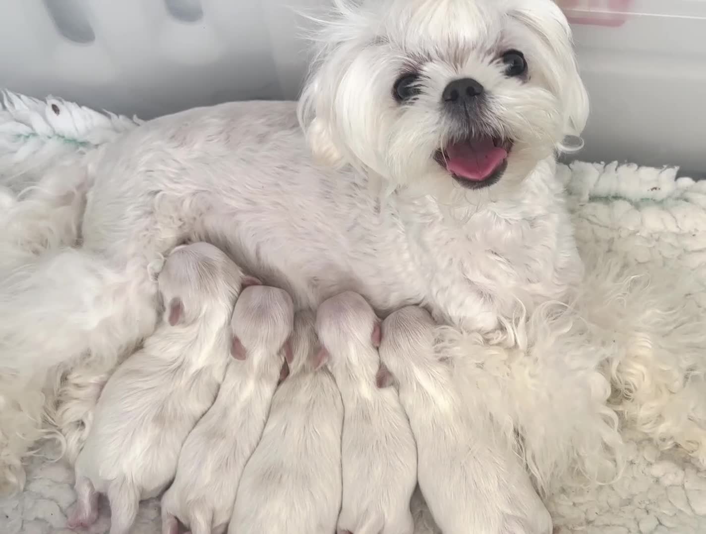 Maltese dogs for sale: ✨💫Tiny Exquisite Bambelina Maltese 💫✨ - Video 1