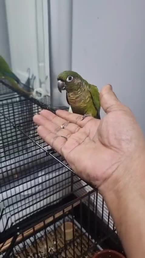 Conures birds for sale: tame green chick conure  - Video 1