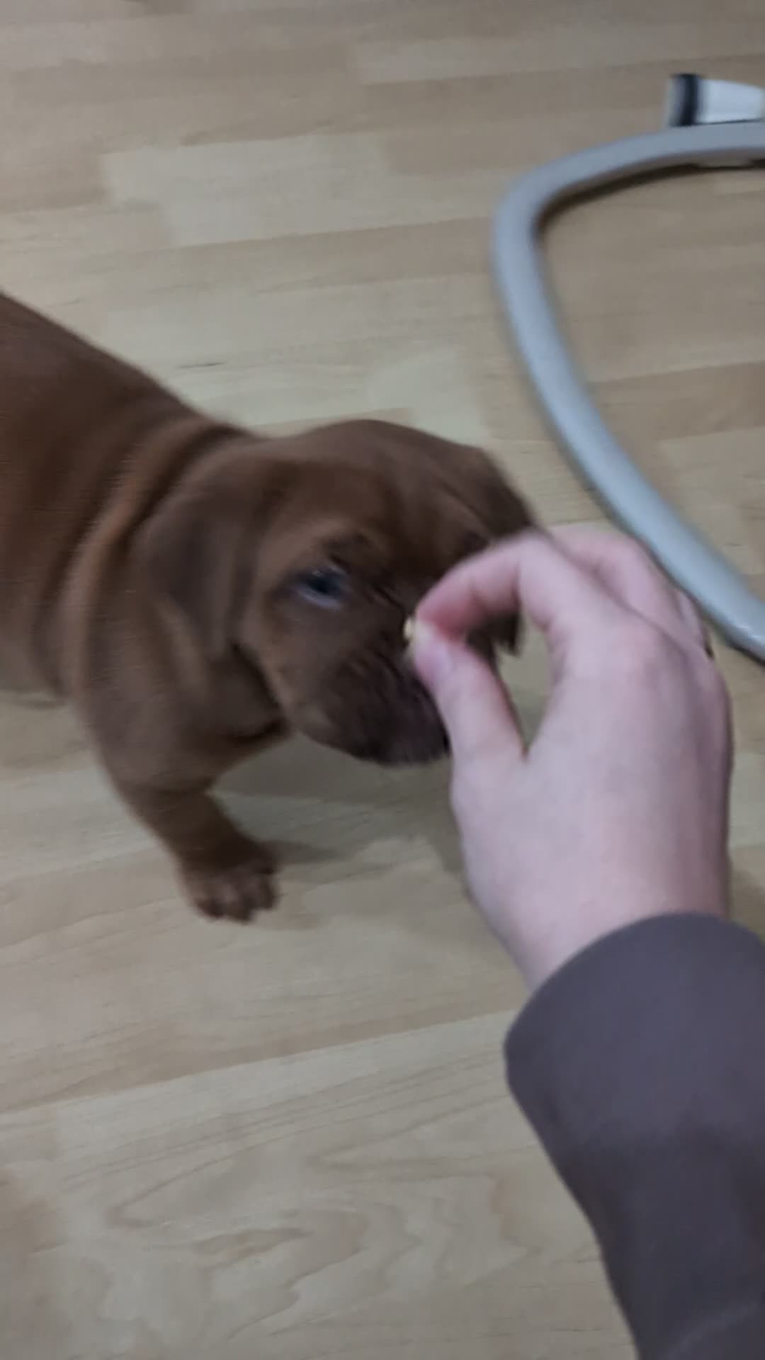 Dogue De Bordeaux dogs for sale: Female Dogue de Bordeaux puppy  in Wigan - Video 1
