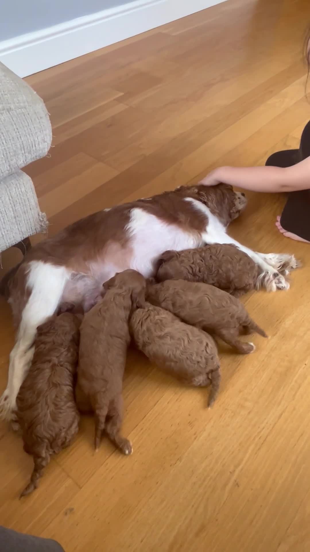 Cavapoo dogs for sale: Health Tested Cavapoos - Video 1