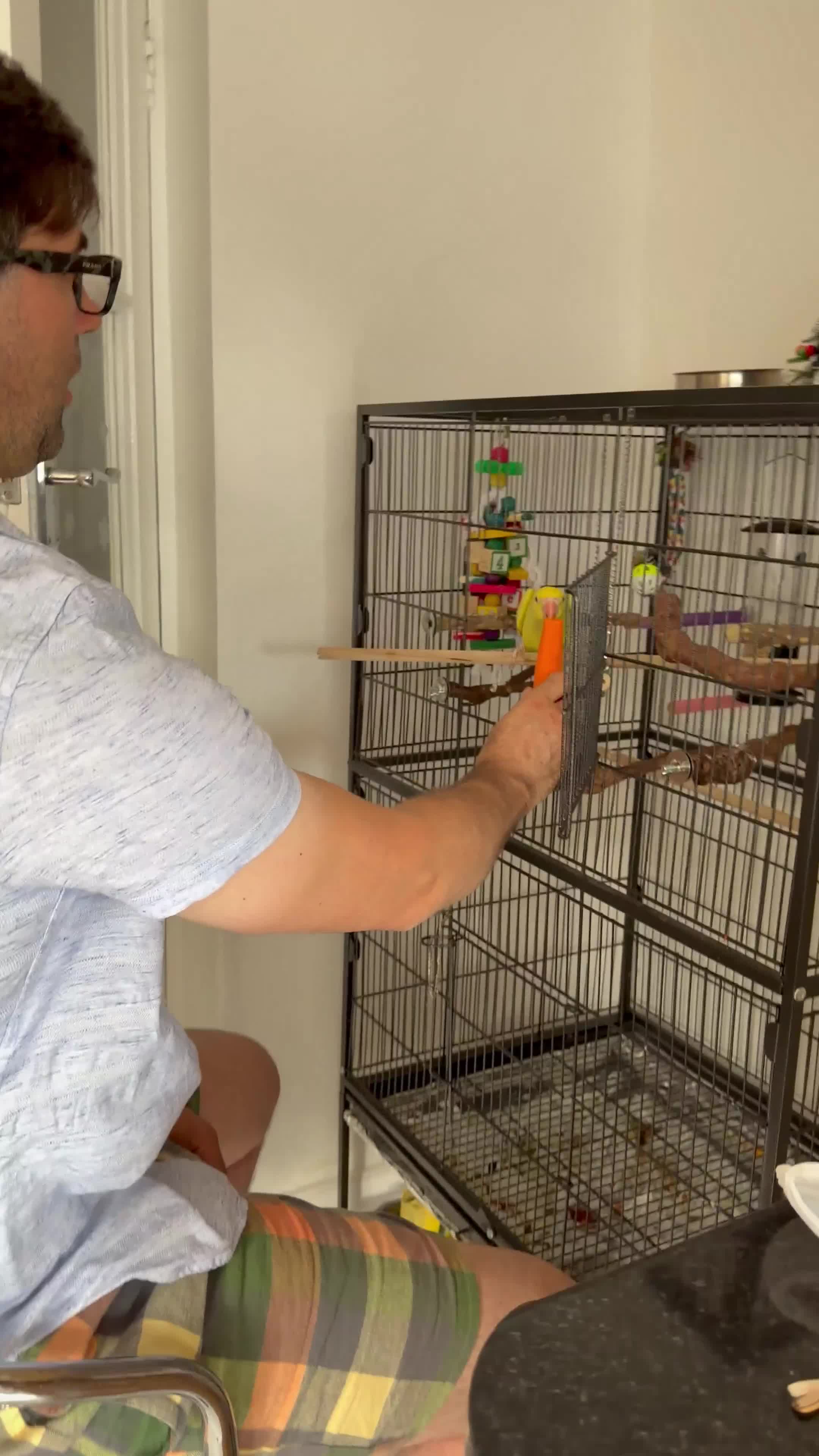 Ringnecks birds for sale: Baby ring neck  in London - Video 1
