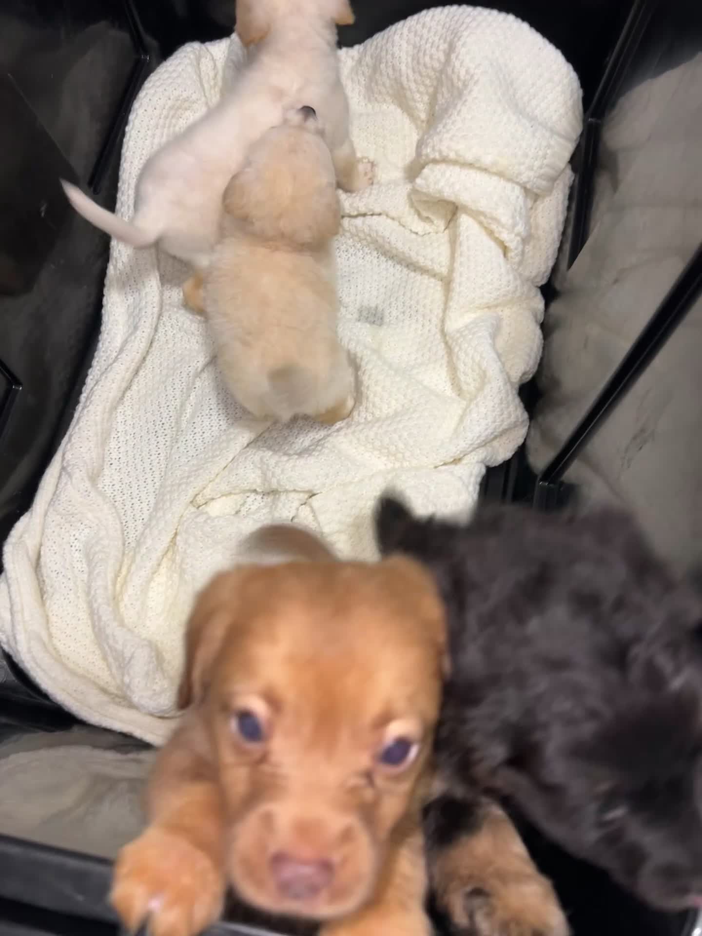 Mixed Breed dogs for sale: Cocker jack puppies  in West Drayton - Video 2