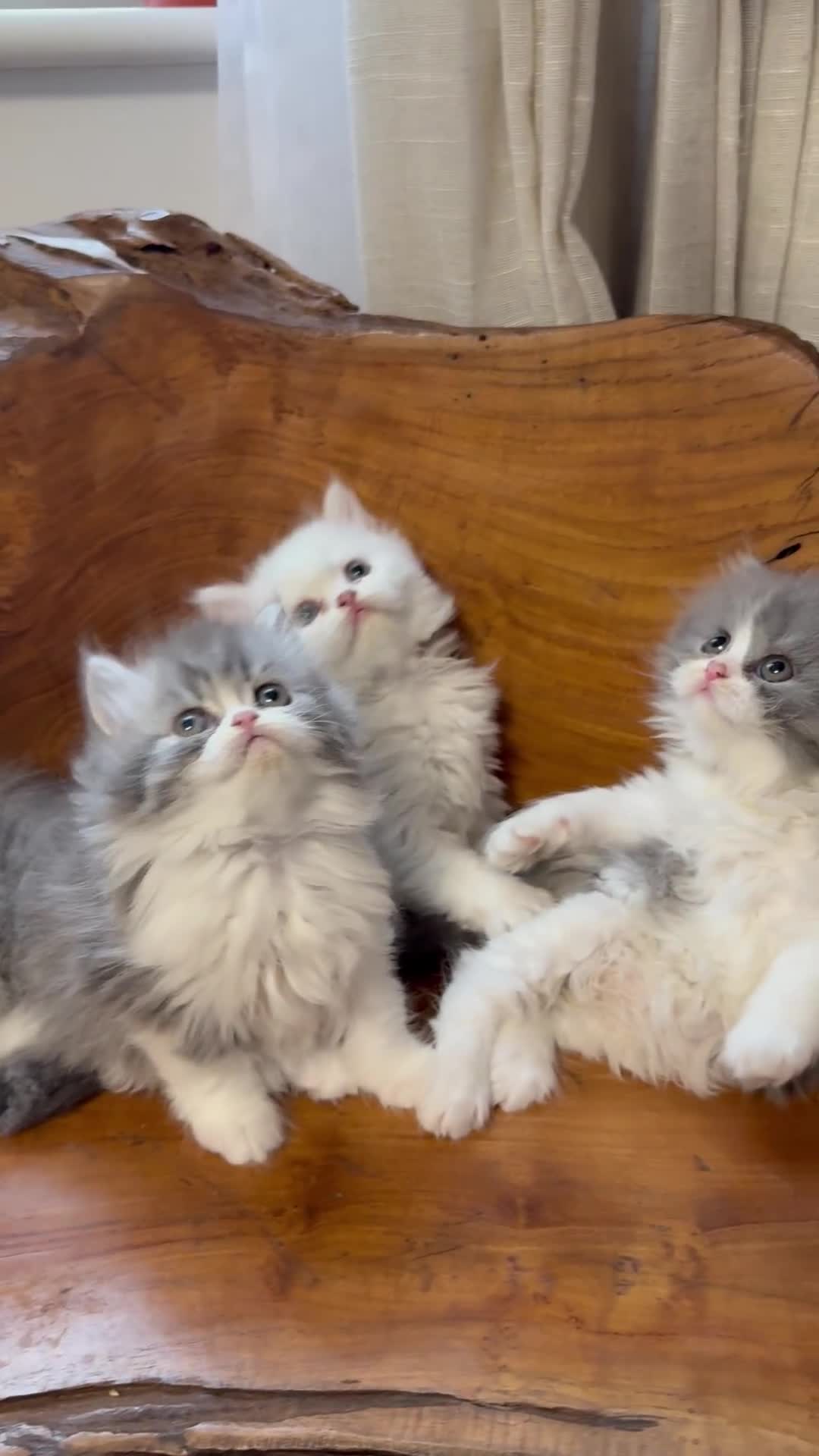 Persian cats for sale: Pure pedigree Persian kittens in London Chelsea  in London - Video 1