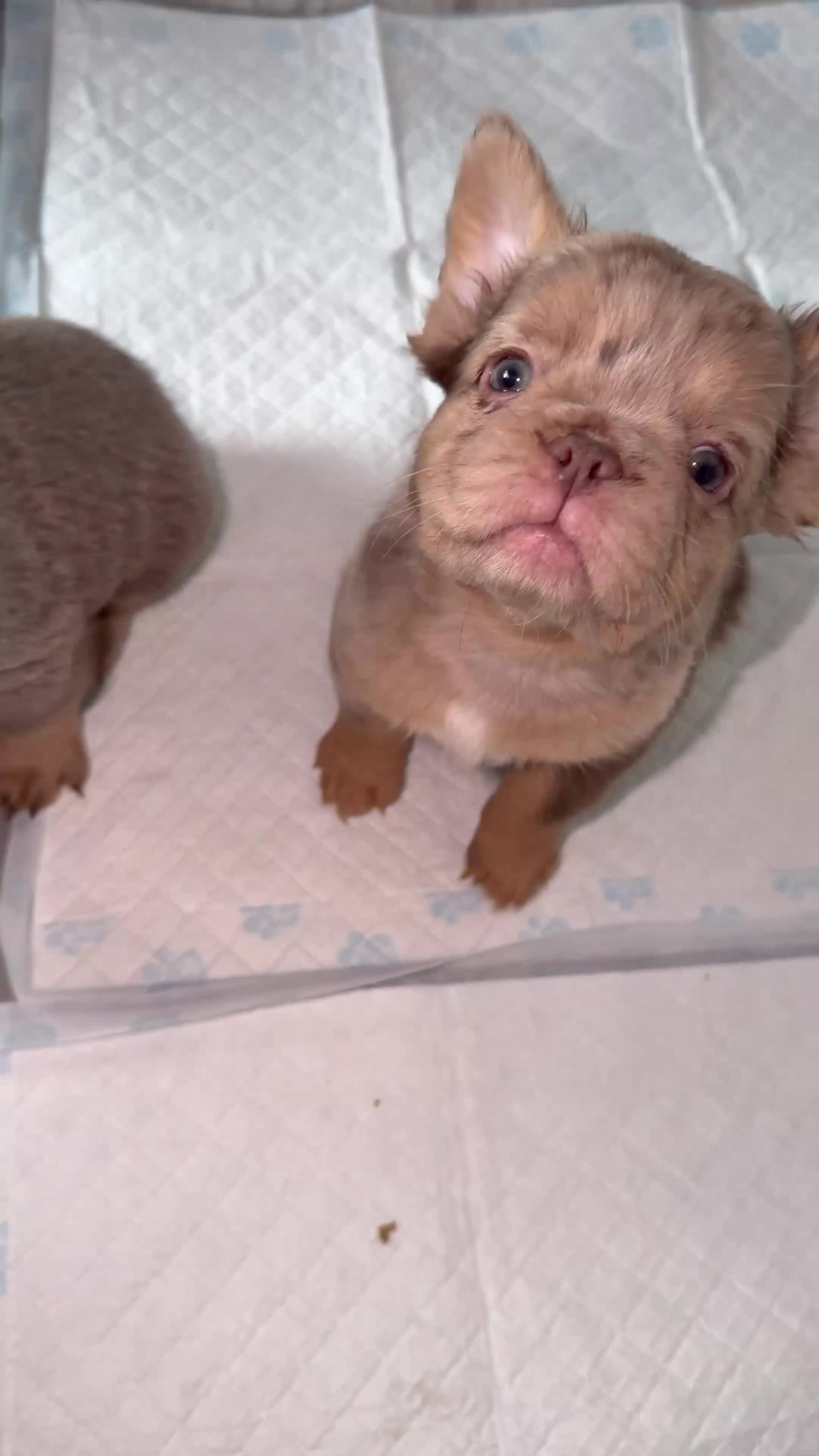 French Bulldog dogs for sale: BARGAIN!!! - Pink Carrier - New Shade Isebella  - Video 1