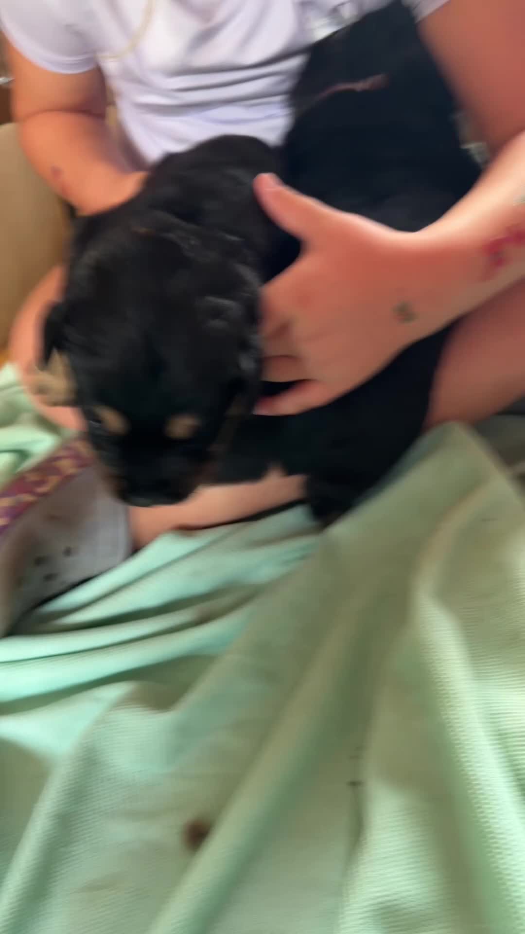 Mixed Breed dogs for sale: Rotti x gsd pups - Video 1