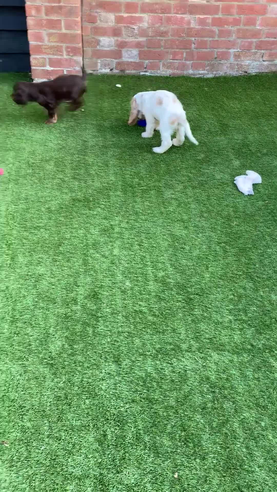 Cocker Spaniel dogs for sale: 5* LICENSED READY KC SHOW H/TESTED PUPPIES  - Video 3