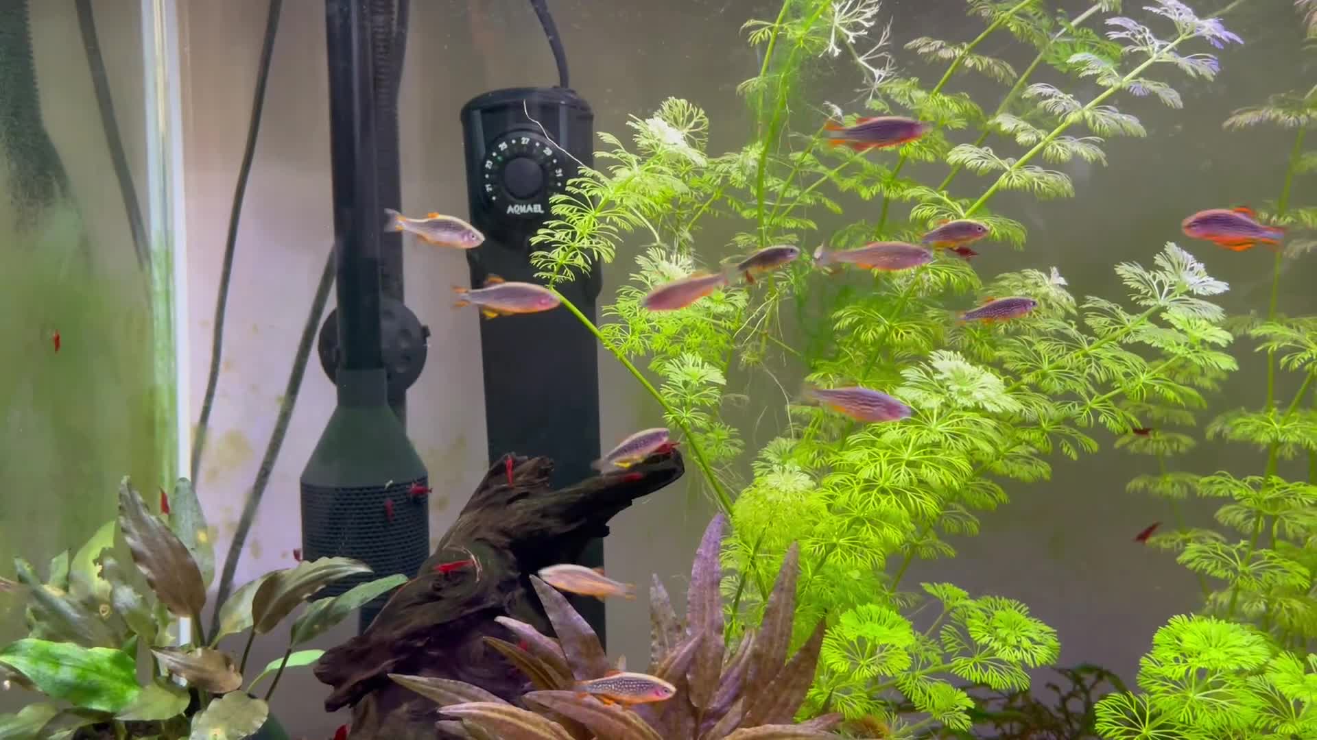 Corys fish for sale: 8 Corydoras similis & 15 Celestial Danios. - Video 4