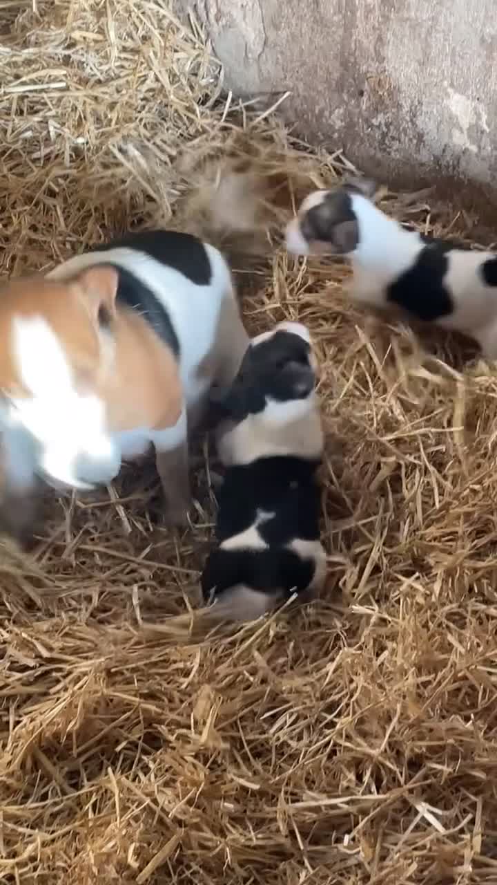 Jack Russell dogs for sale: Gorgeous Jack Russel Terriers! Smooth Coated!! - Video 2