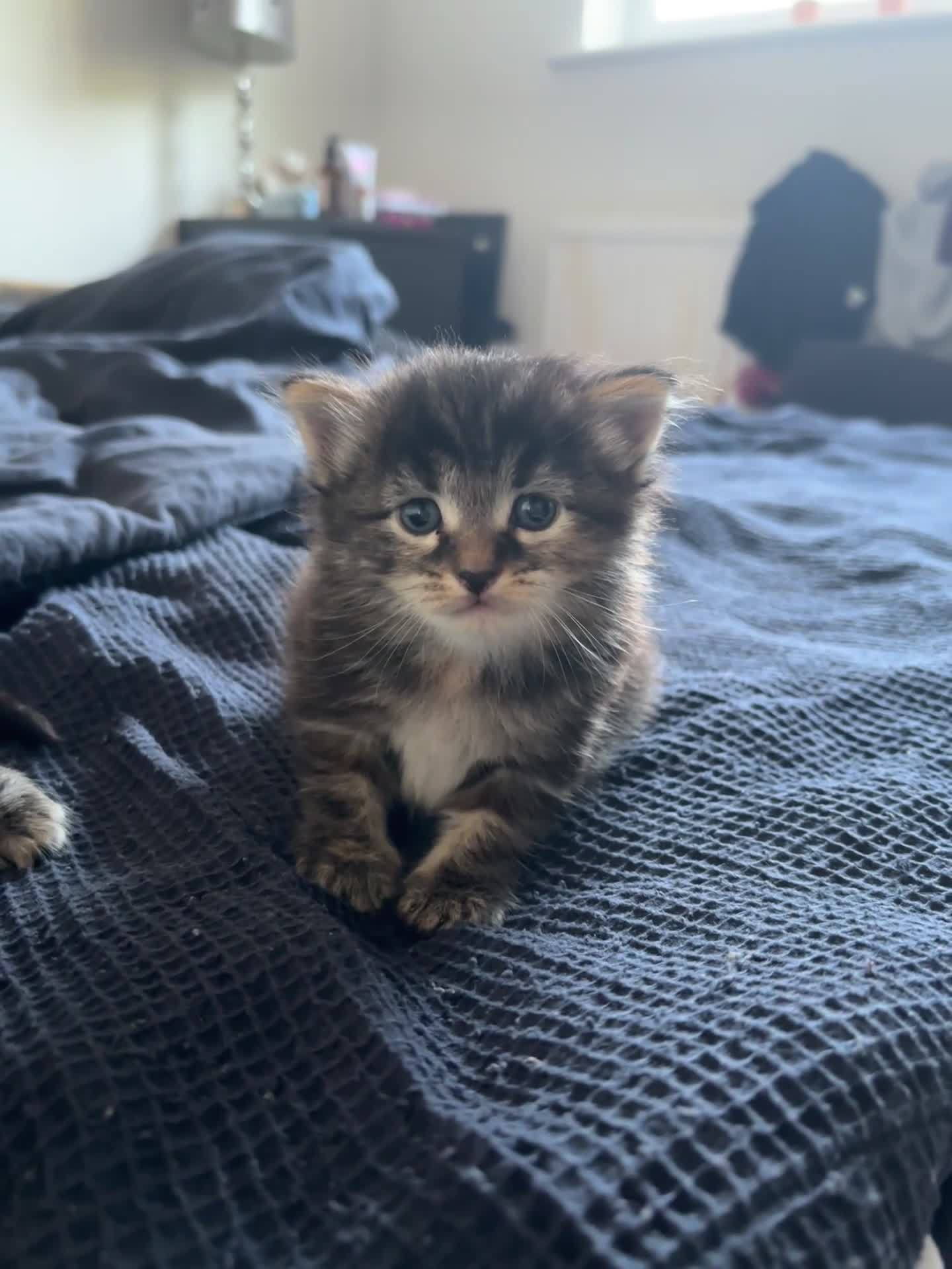 Mixed Breed cats for sale: Fluffy Male Kitten ready for his forever home - Video 2