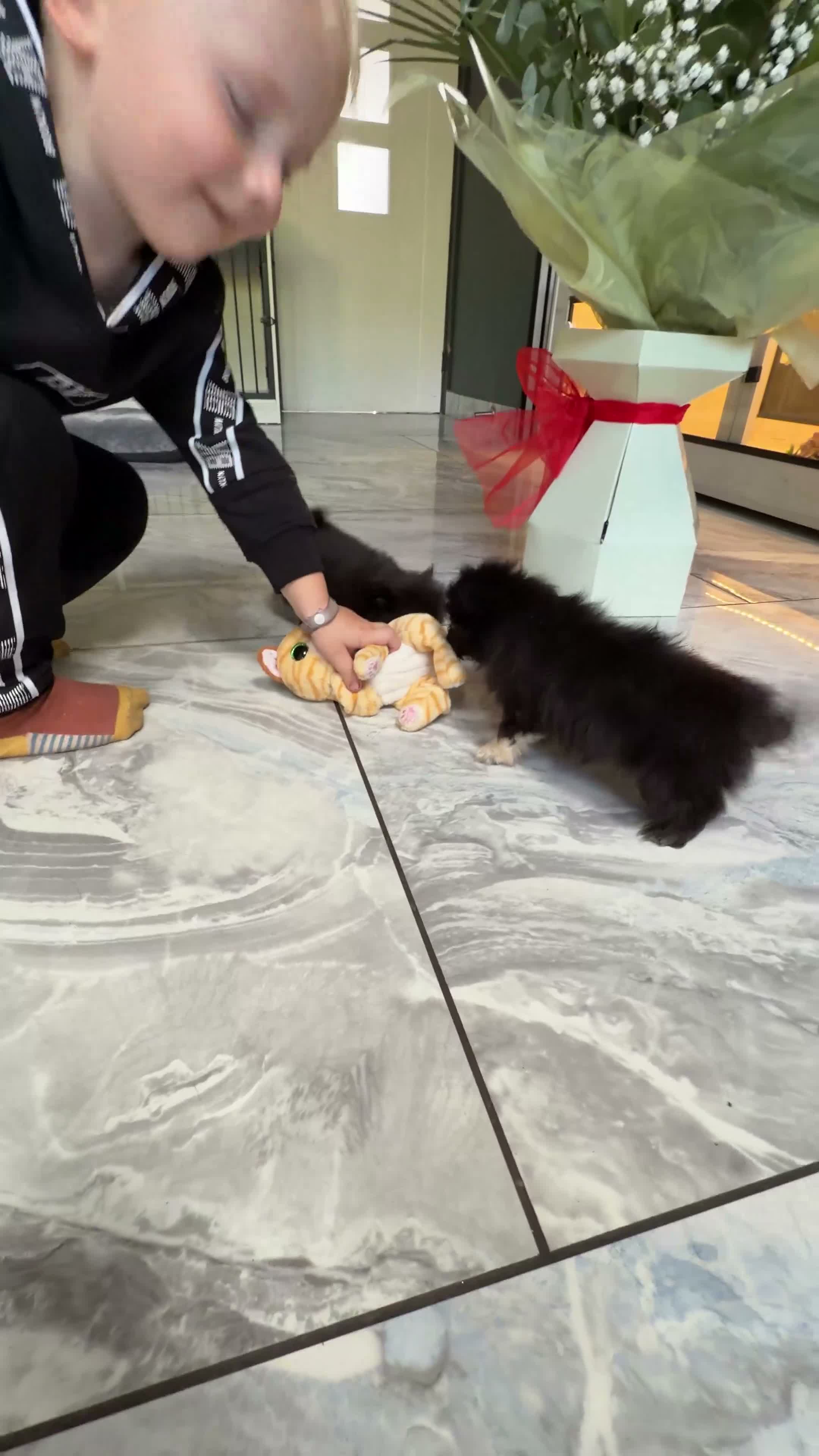 Mixed Breed dogs for sale: EXQUISITE micro Malchi pups DWKC reg 5* licensed - Video 1