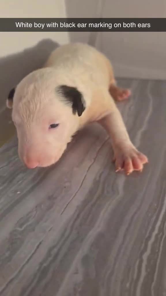 English Bull Terrier dogs for sale: KC REGISTERED ENGLISH BULL TERRIER PUPPIES  - Video 4