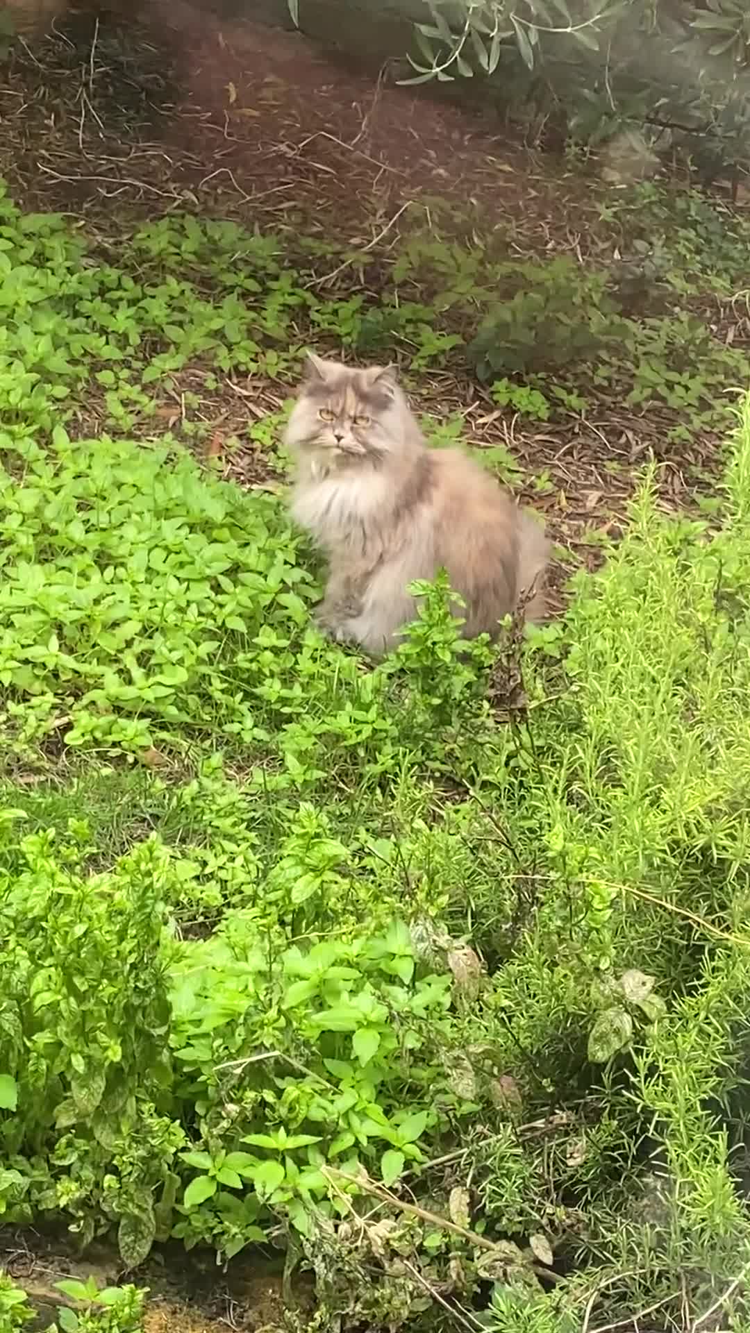 British Longhair cats for sale: Mixed colour Female British longhair  - Video 1