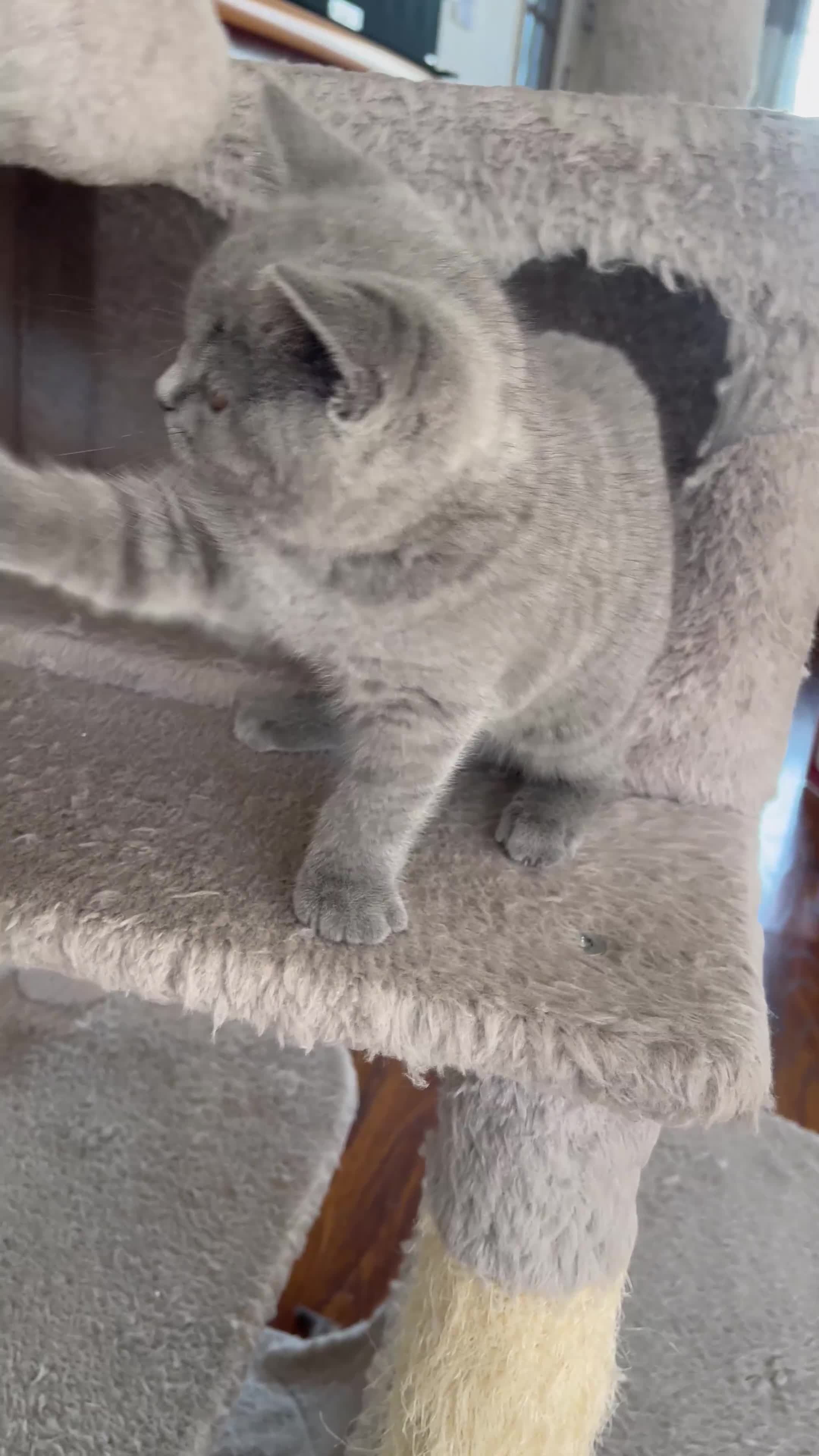 Scottish Fold cats for sale: 🐾 Scottish Fold Kittens – Sweet, Rare & Ready Now - Video 4