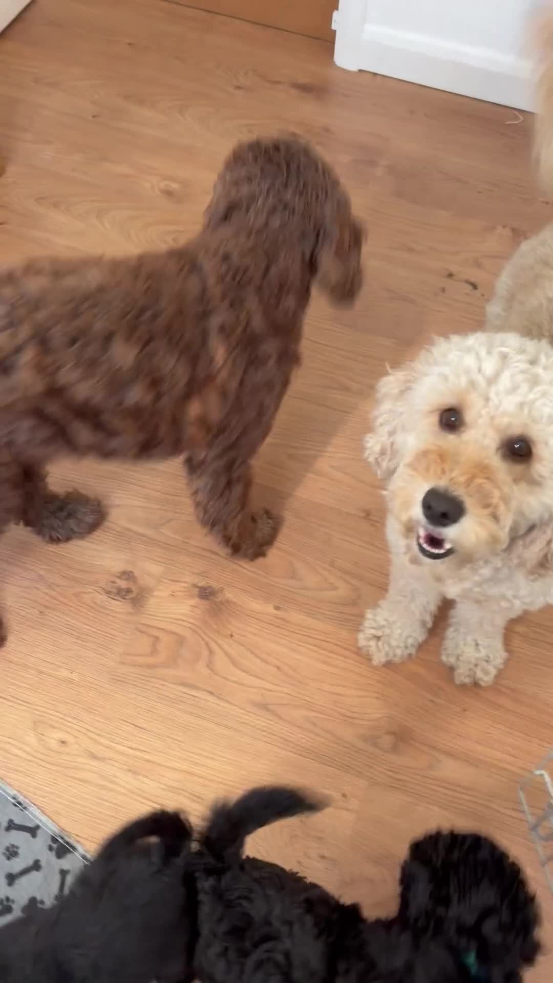 Cockapoo dogs for sale: Gorgeous Cockerpoo-Cross puppies, Mum+Dad our pets - Video 5