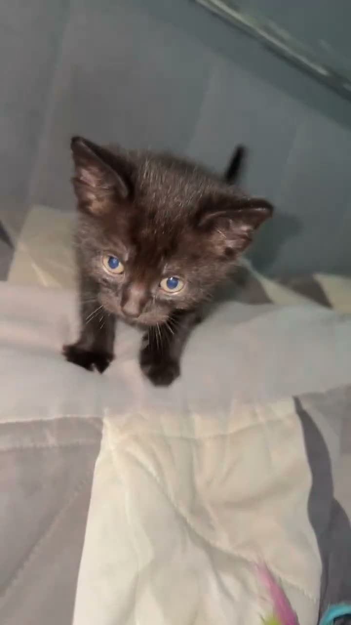 Mixed Breed cats for sale: Domestic short haired in Preston - Video 1