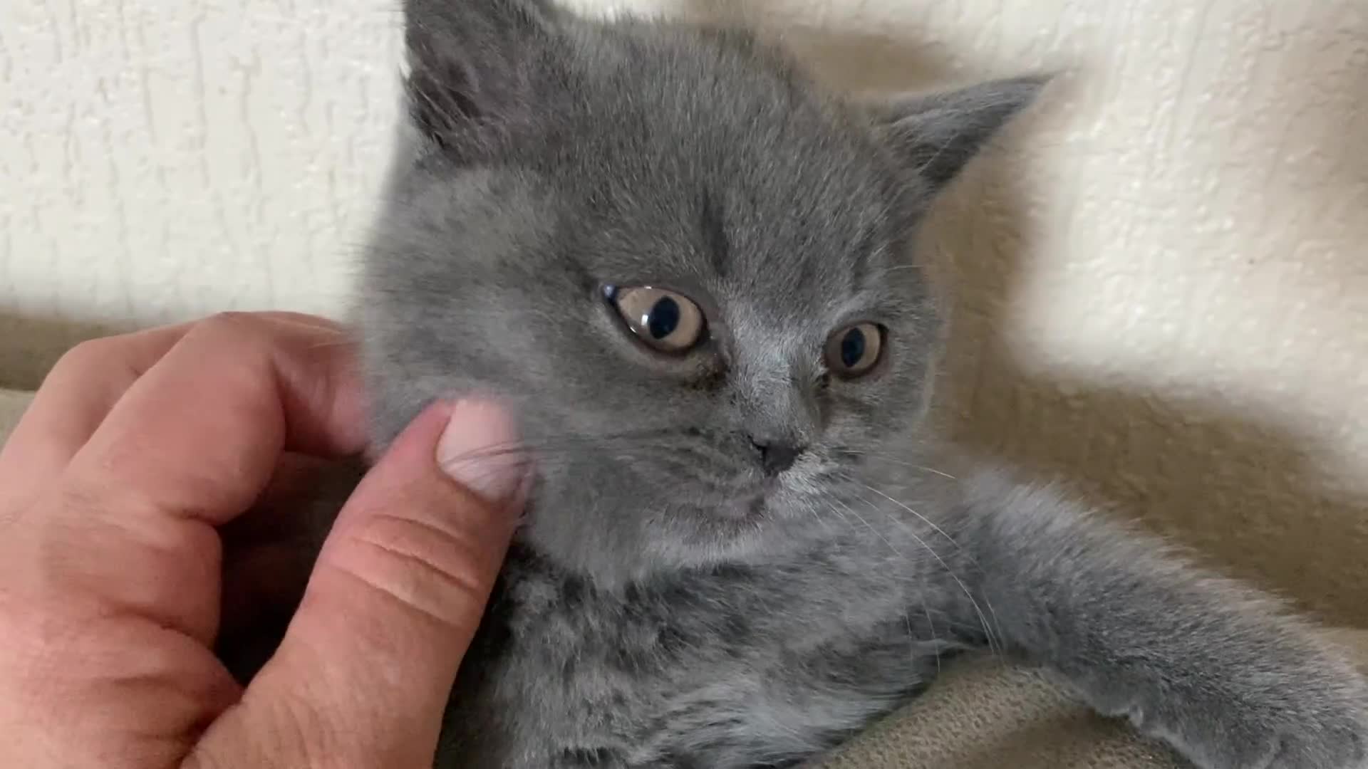 British Shorthair cats for sale: ❤️GCCF❤️ONE GIRL LEFT❤️READY❤️ BRITISH SHORTHAIR❤️ - Video 2