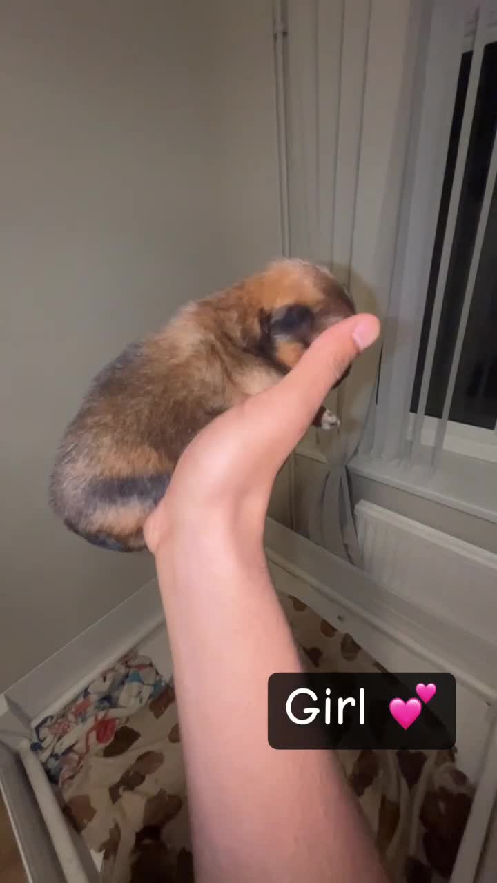 Pomeranian dogs for sale: Pomeranian puppies  - Video 4