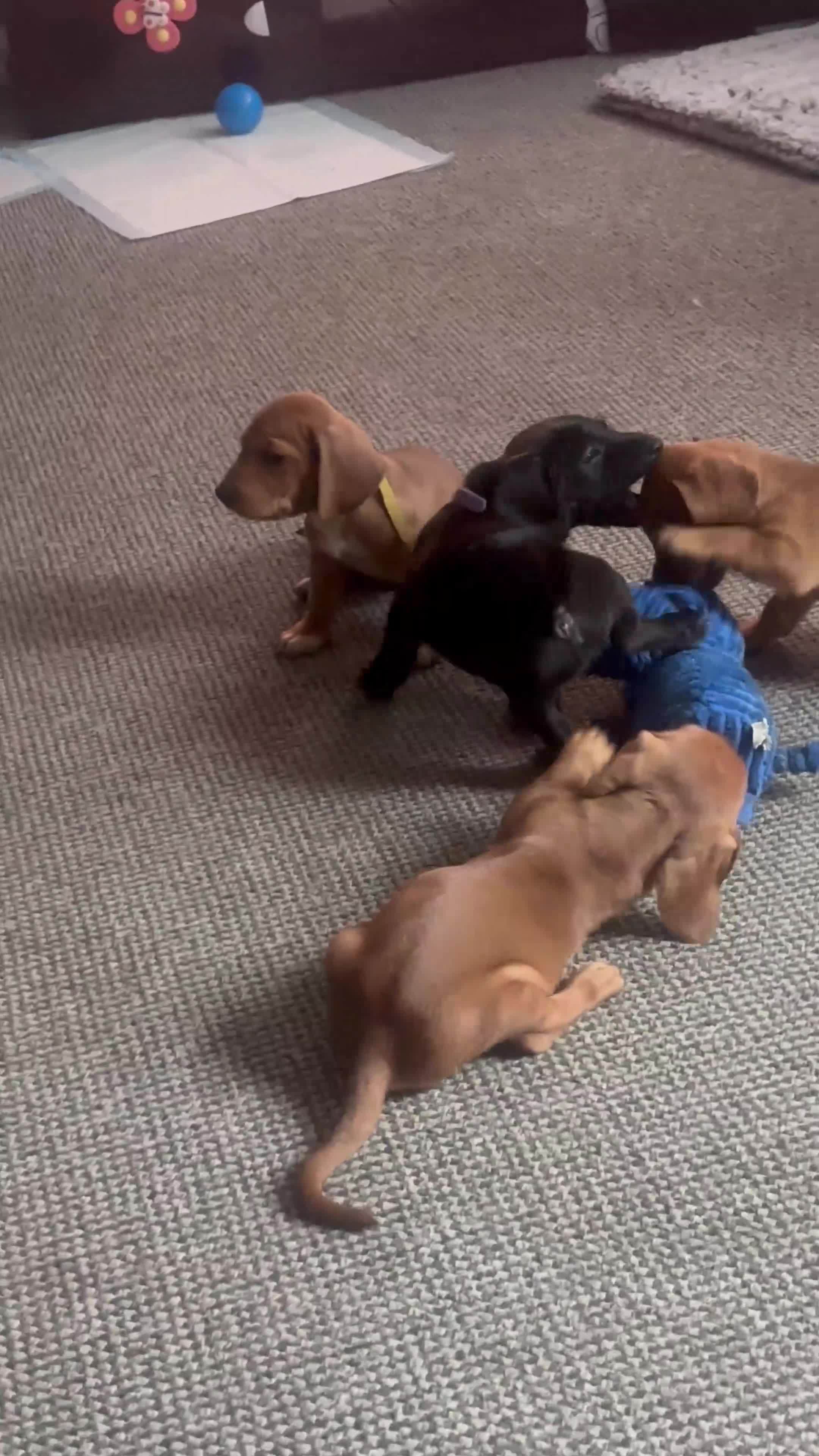 Mixed Breed dogs for sale: Cocker spaniel x bagal x miniature dashound - Video 3