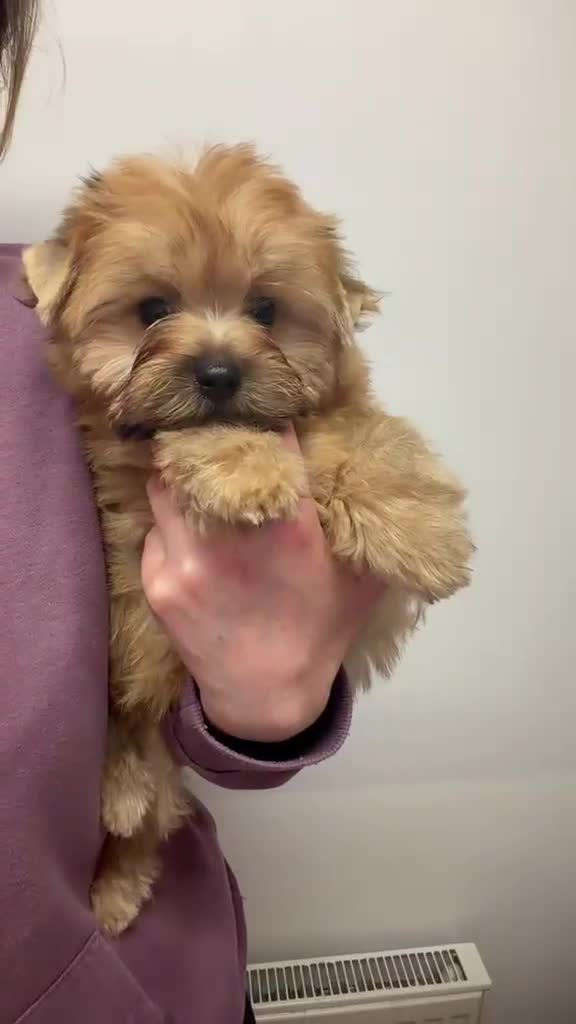 Yorkshire Terrier dogs for sale: Beautiful Yorkshire terrier pups🩵🩷 - Video 1