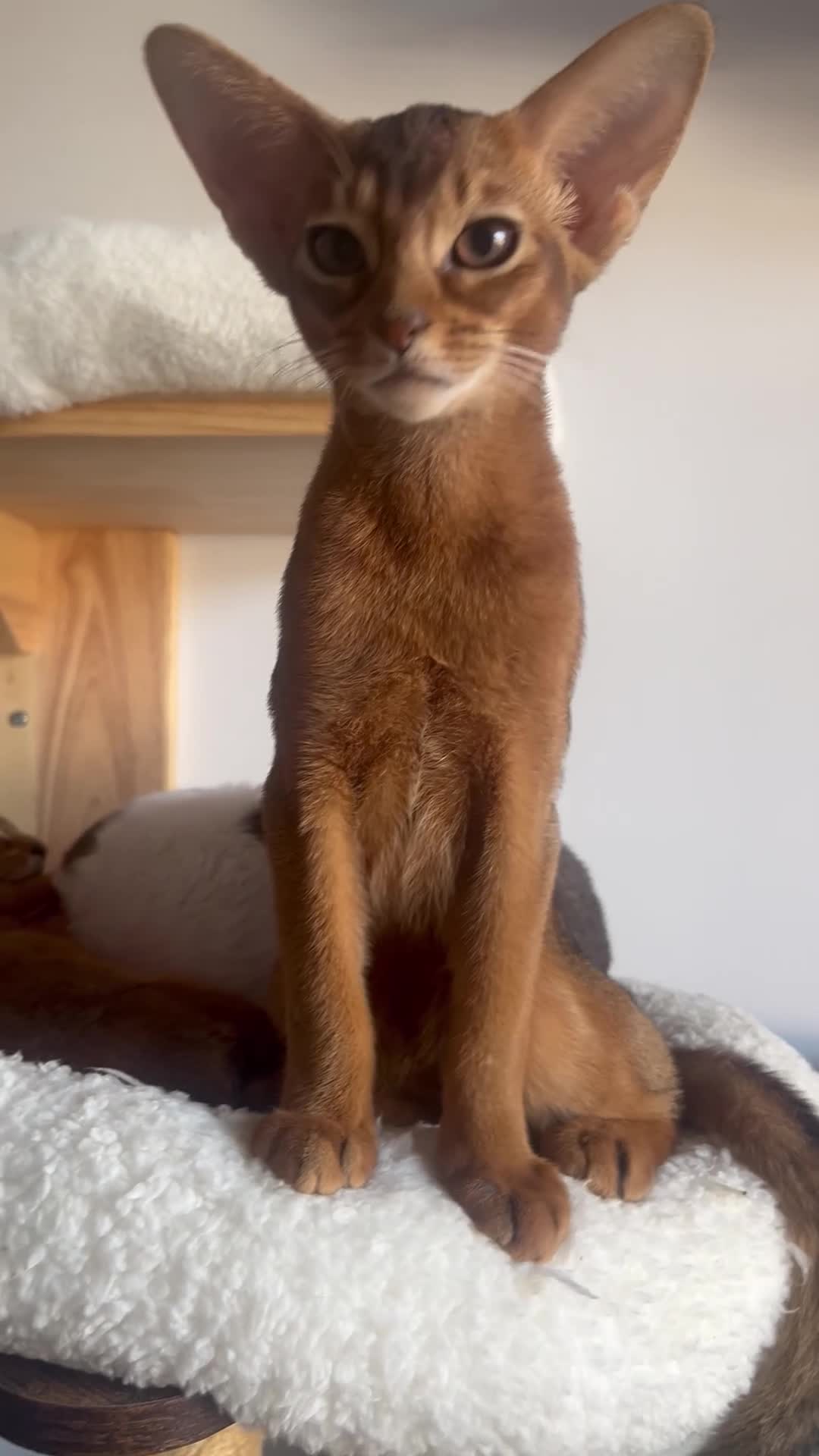 Abyssinian cats for sale: Adorable Abyssinian kittens - Video 3