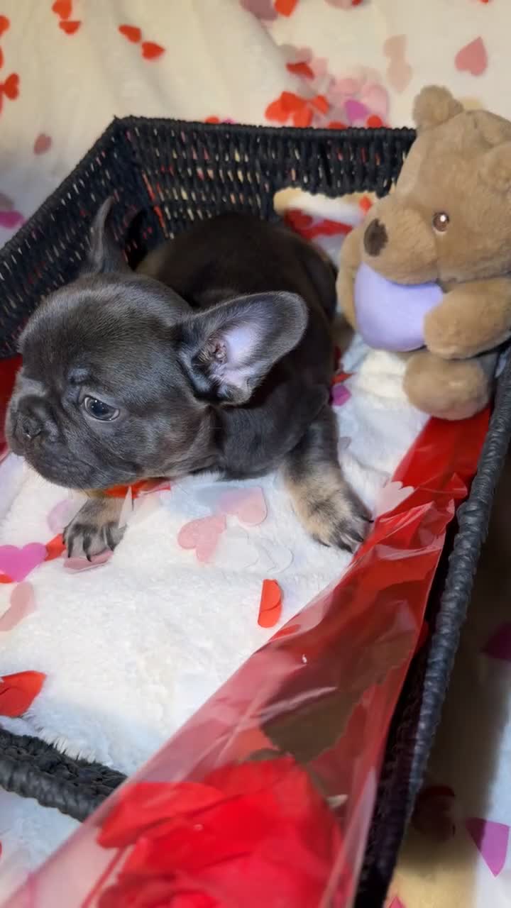 French Bulldog dogs for sale: 5 French bulldogs puppy’s  - Video 4