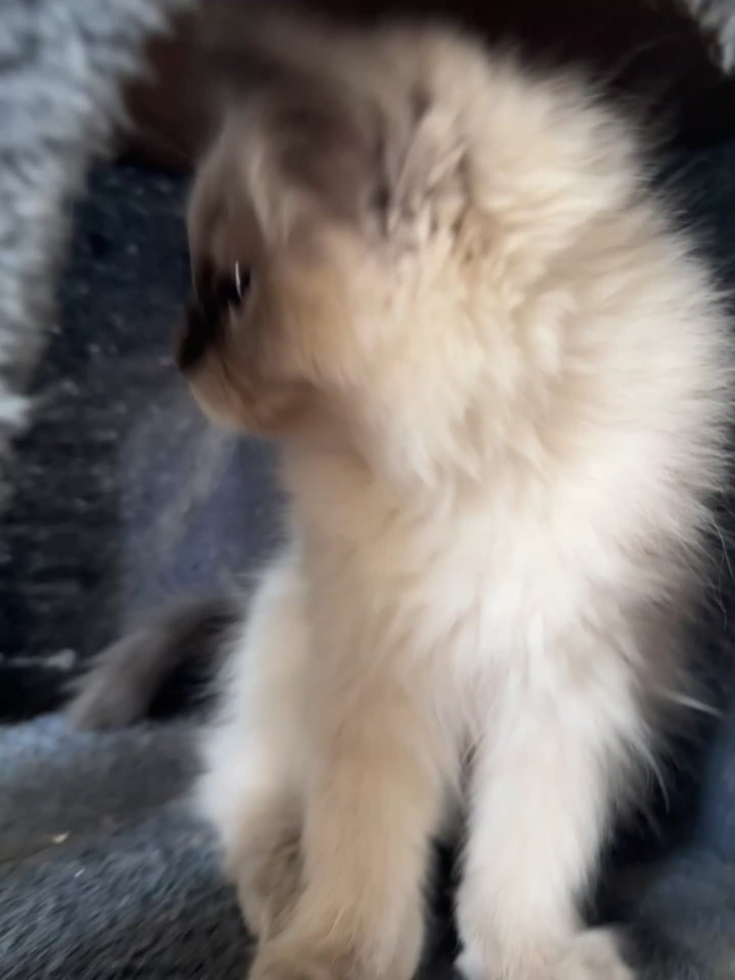 Ragdoll cats for sale: Ragdoll kittens Ready Now  - Video 1