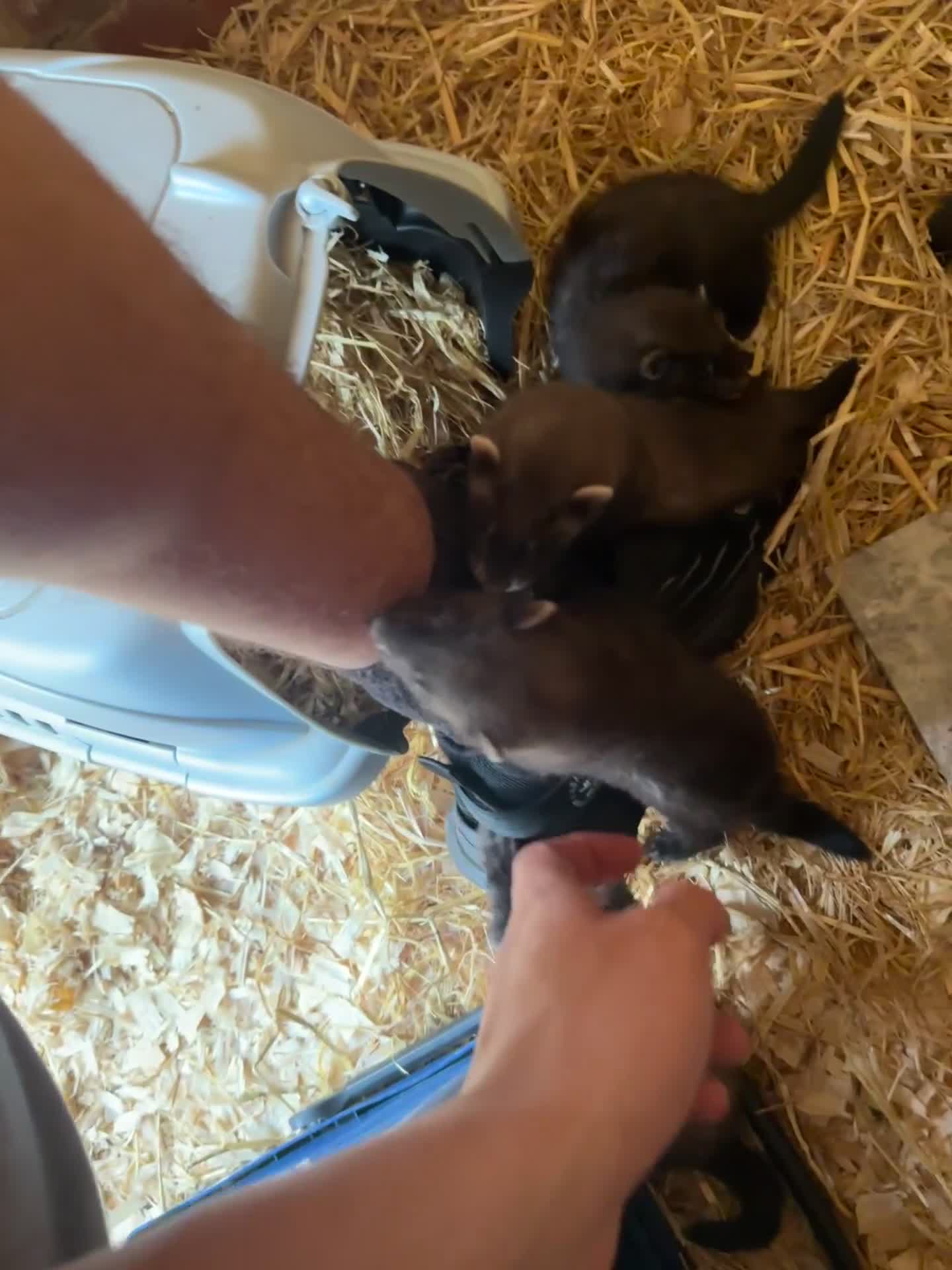 Ferret rodents for sale: solid black cross polecat kits  - Video 2