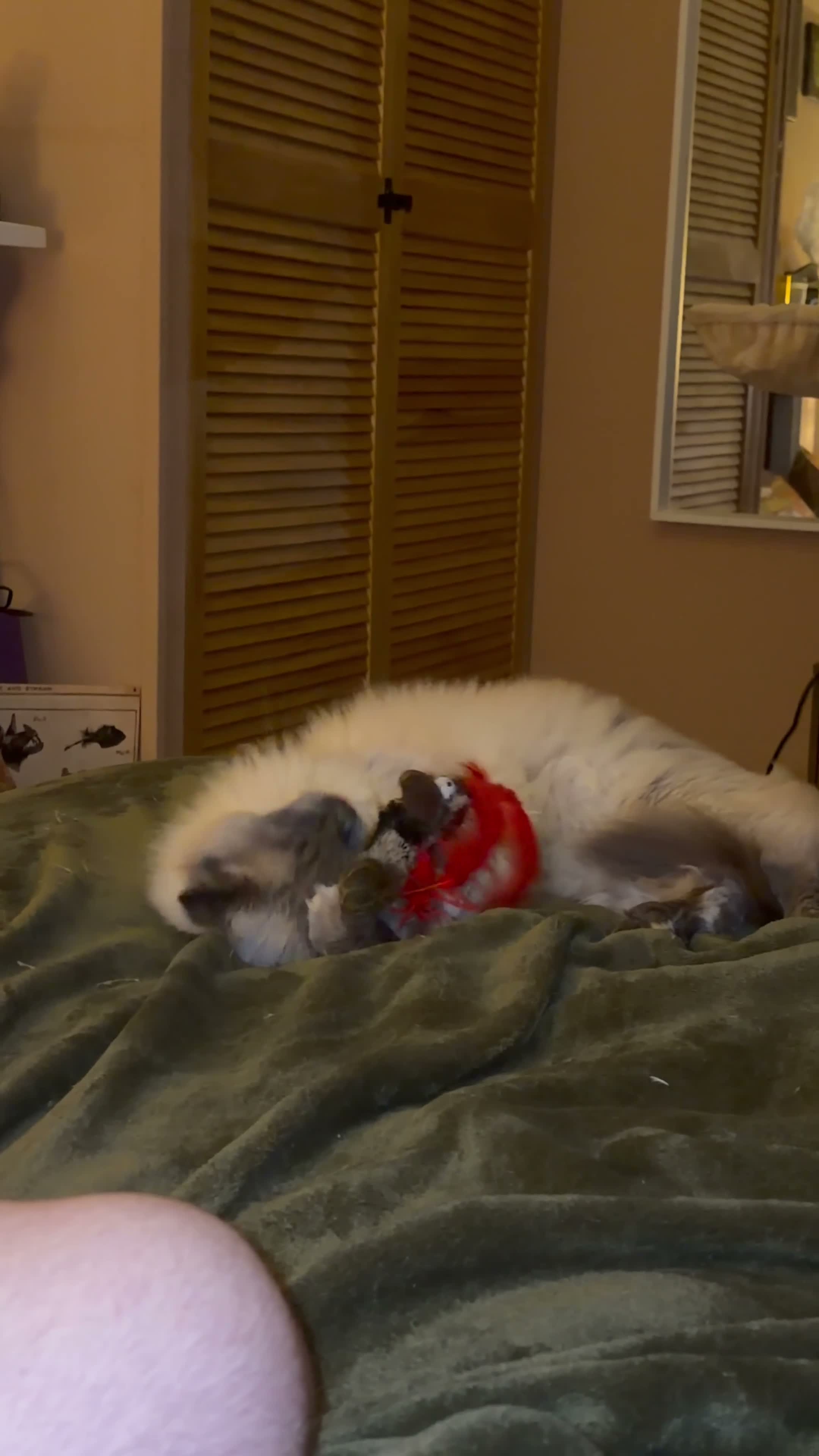 Ragdoll cats for sale: Male ragdoll needing loving home  in Gloucester - Video 2