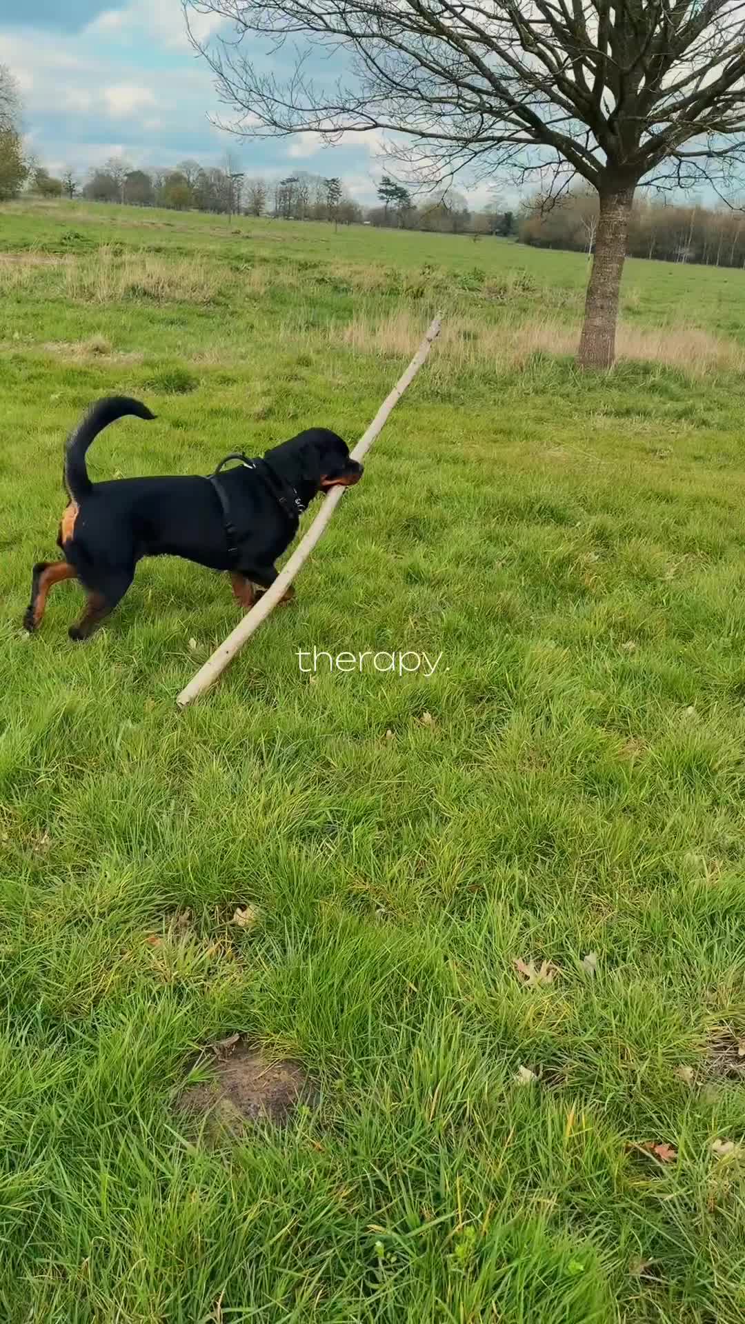 Rottweiler dogs for sale: Ronnie  Friendly, Loving 12 Month Male Rottweiler - Video 1