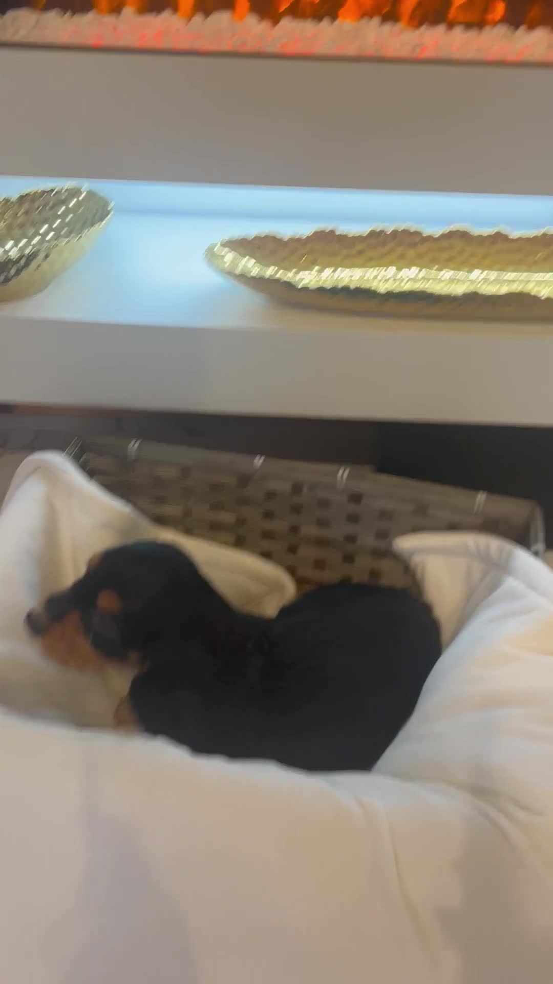 Cocker Spaniel dogs for sale: Rainbow litter cocker spaniel puppies  - Video 3