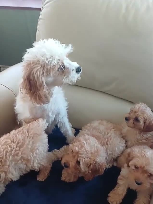 Cavapoo dogs for sale: F1B generation mini cavapoo puppies - Video 1