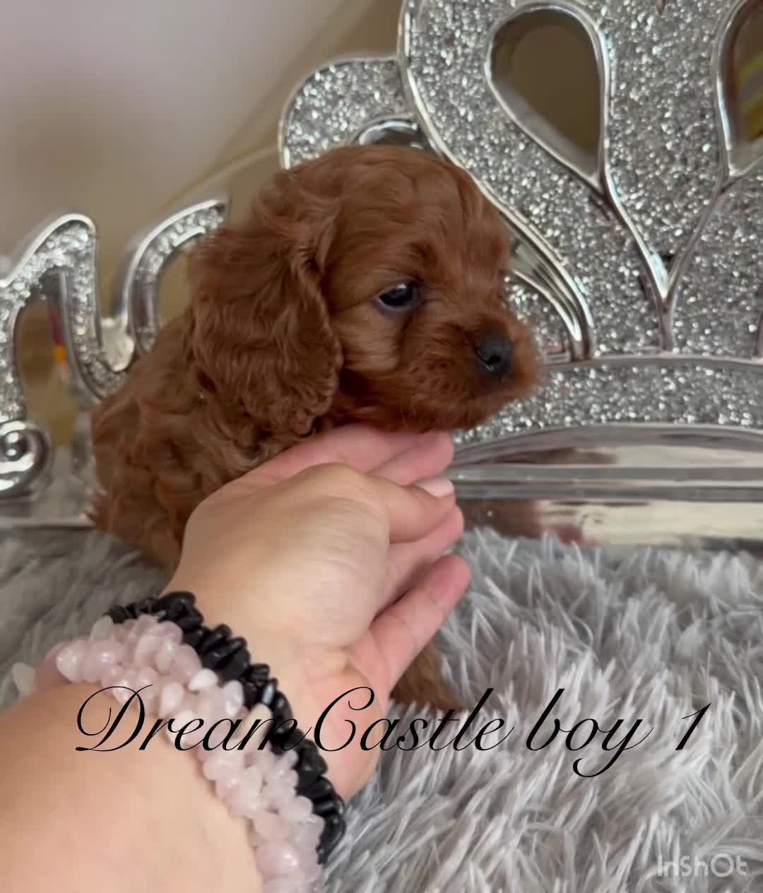 Cavapoo dogs for sale: Asian teddy poodle dad tiny Cavapoo puppies - Video 3