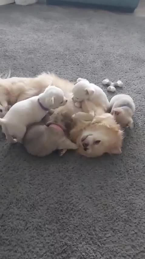 Chihuahua dogs for sale: Chihuahua puppies for sale - Video 1