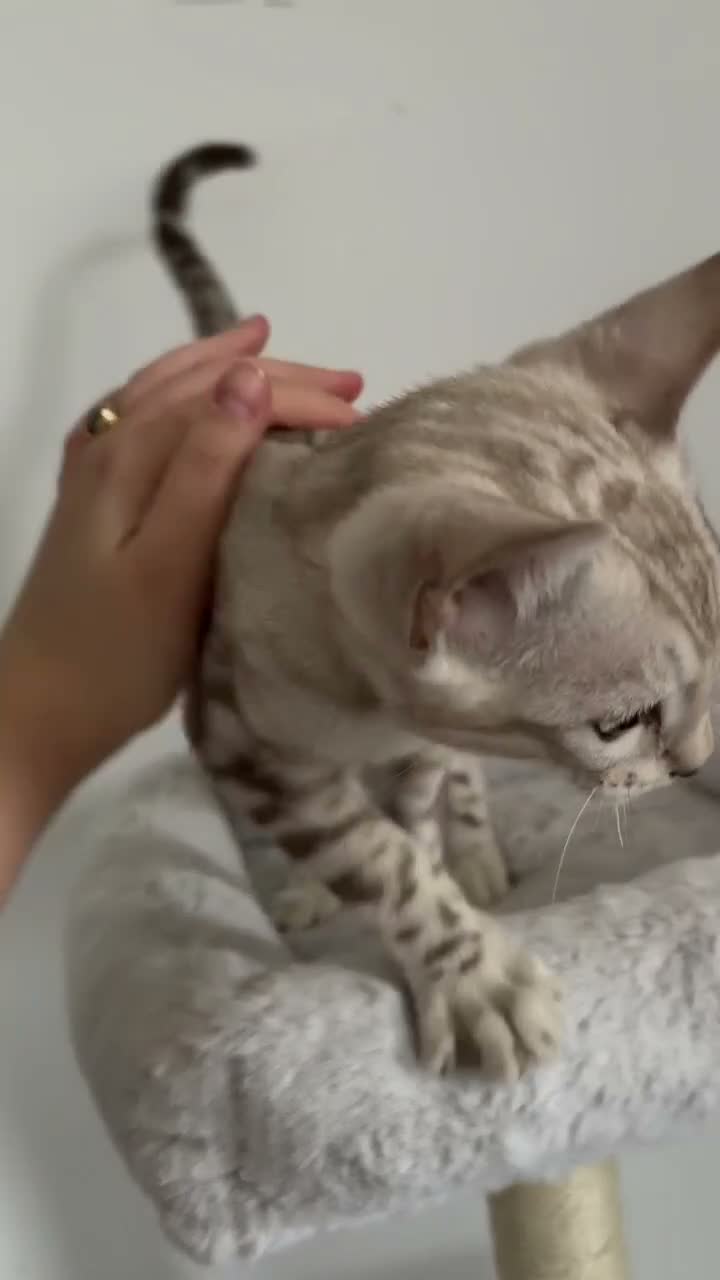 Bengal cats for sale:     TICA Bengal Snow Mink Male Green-Eyed - Video 1