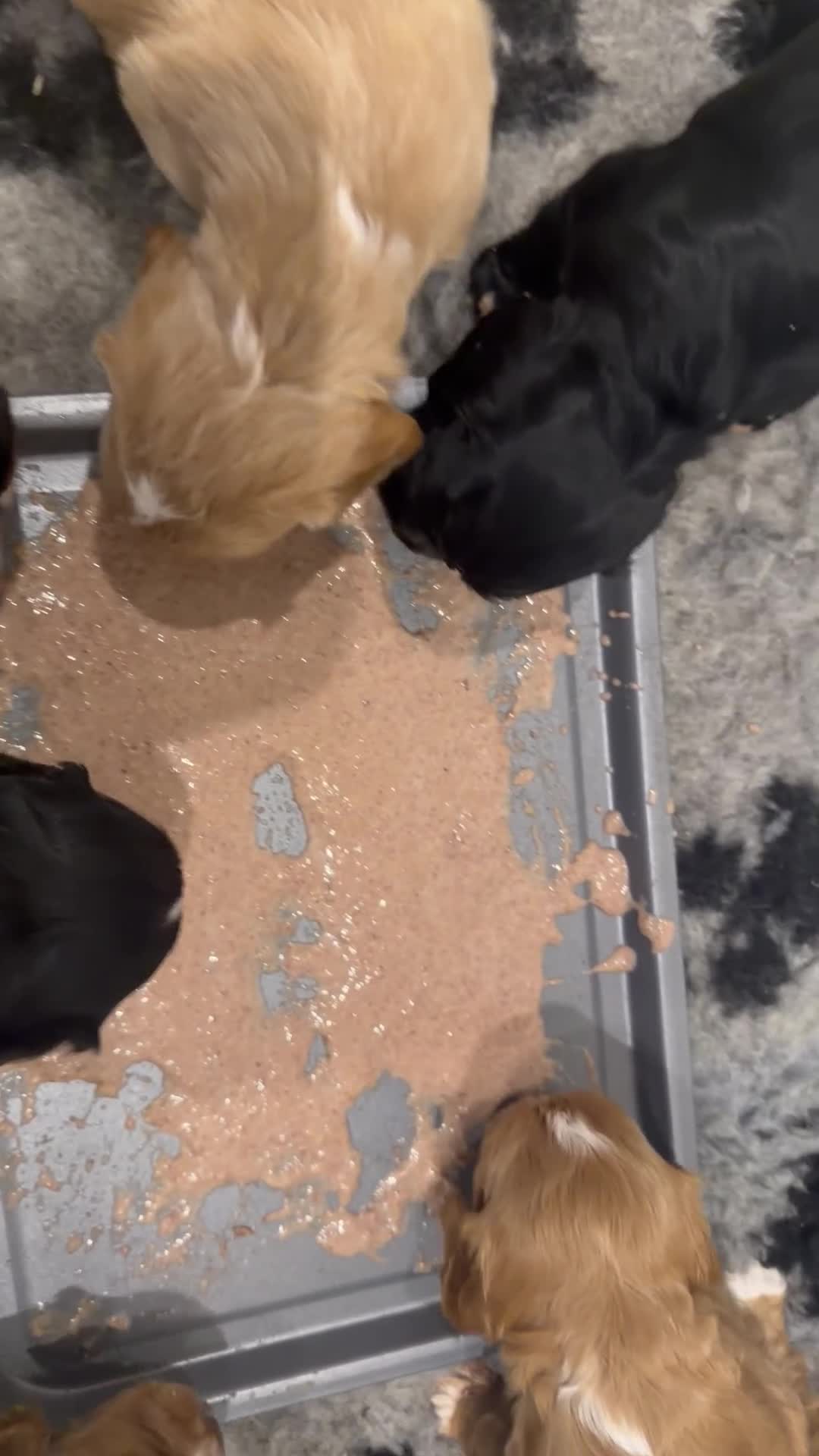 Cocker Spaniel dogs for sale: Working Cocker Spaniel Puppies - Video 1