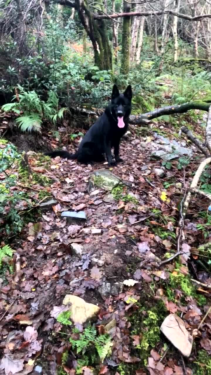German Shepherd dogs for stud: proven black german sheperd for stud in Stoke-on-Trent - Video 1